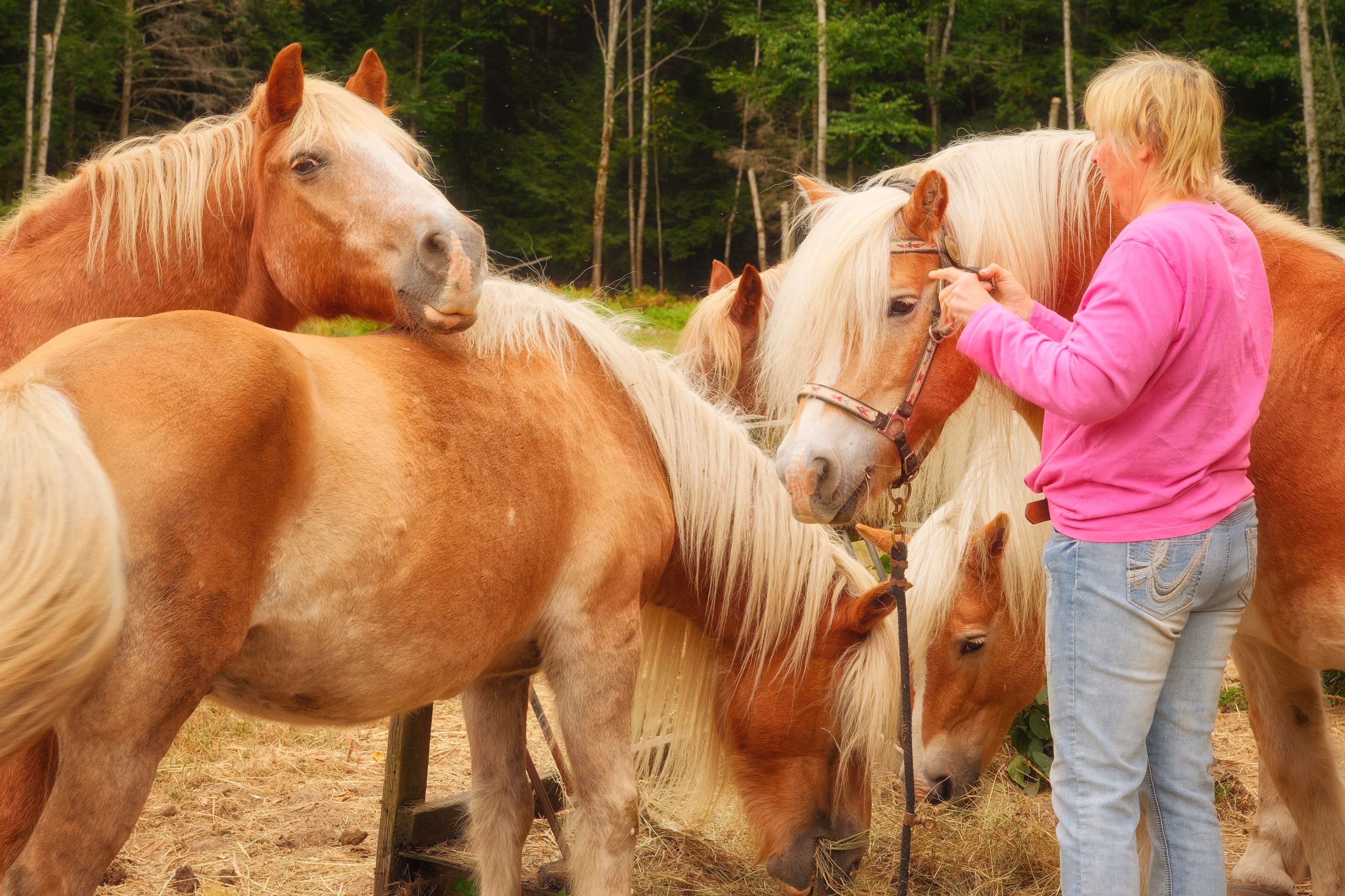 Sandi and her gorgeous ponies