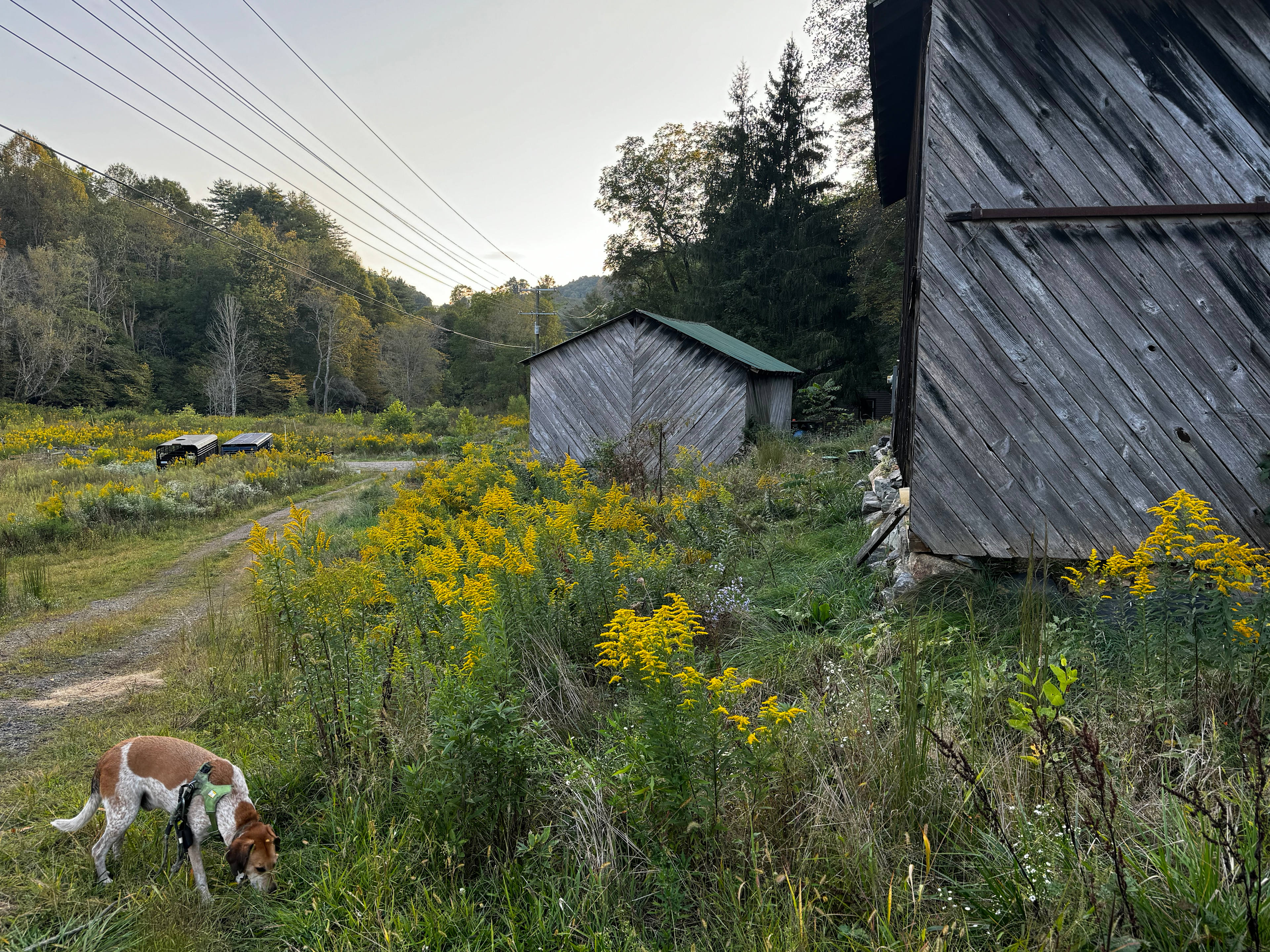 Campsites at Shipley Farms