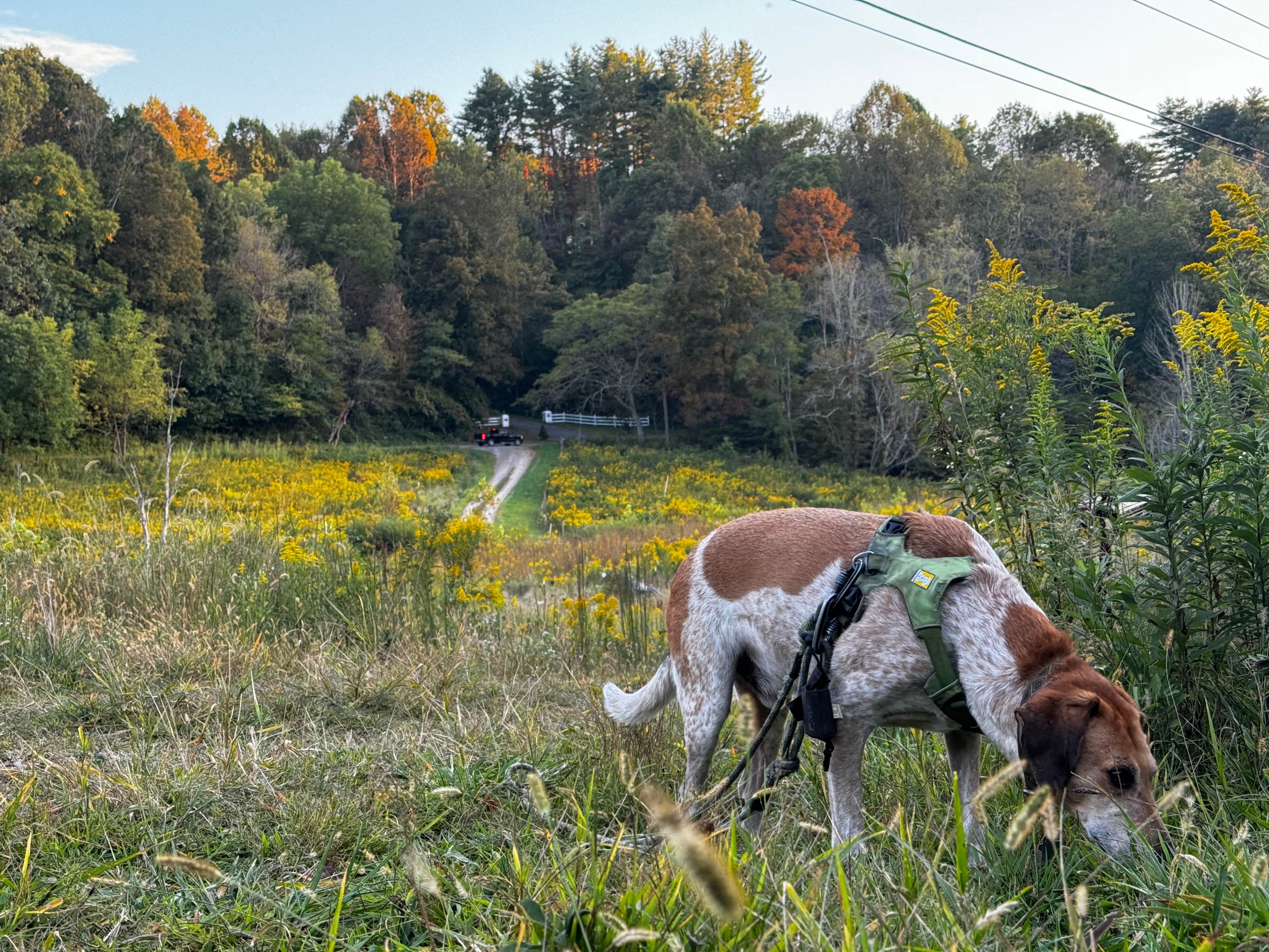 Campsites at Shipley Farms
