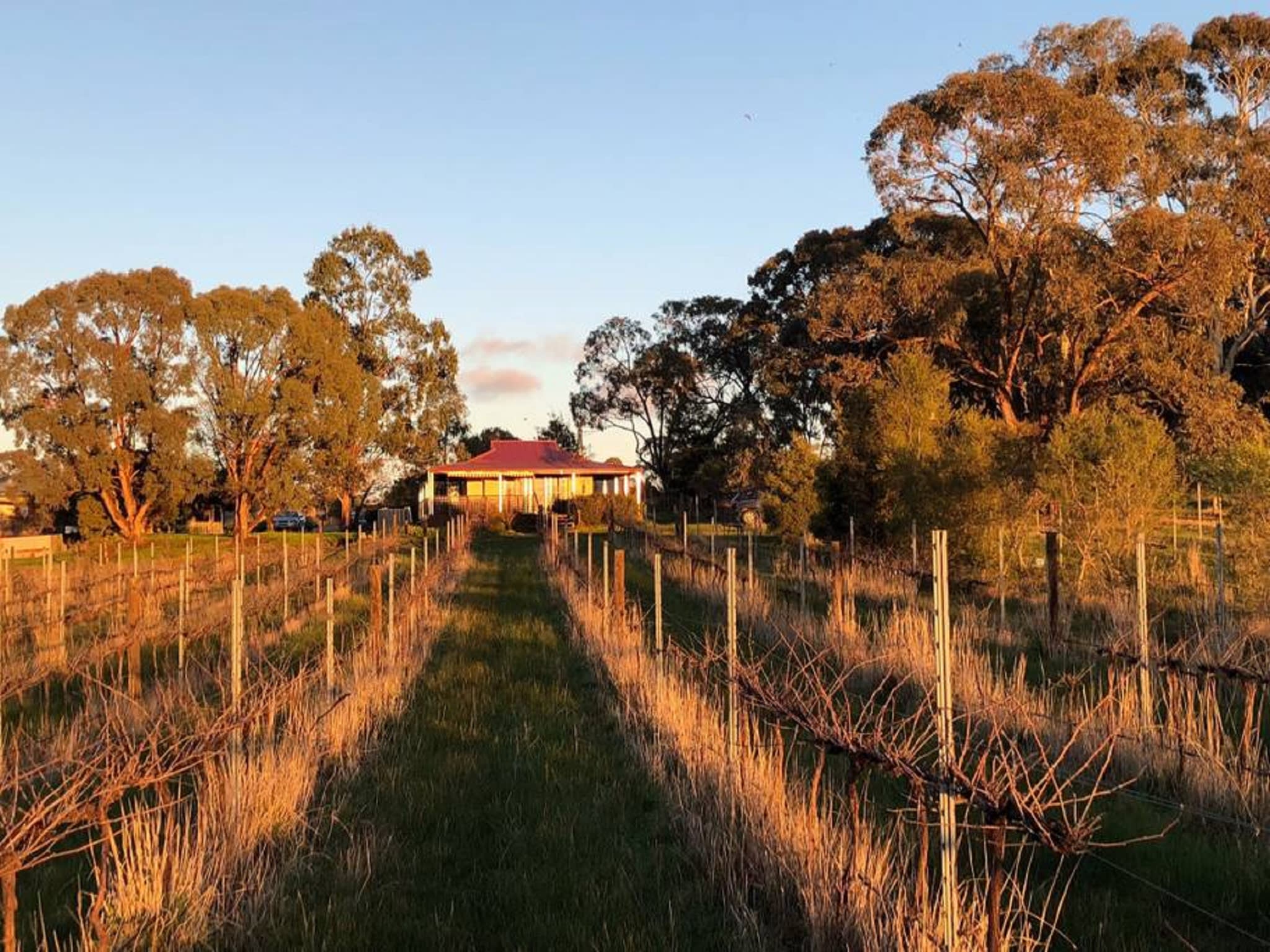 Lillicur Vineyard B&B