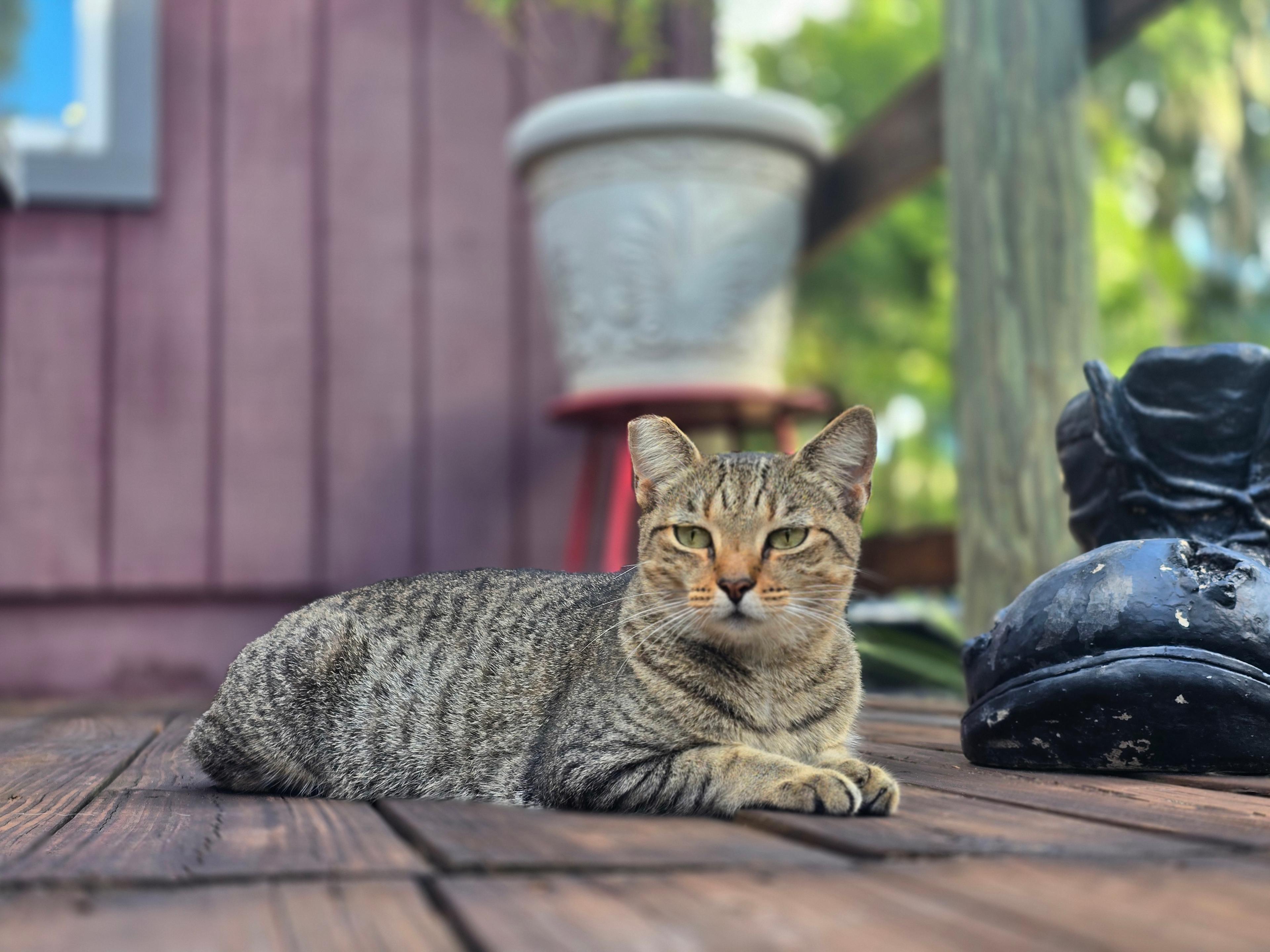 Roots ReTREEt in Old Florida