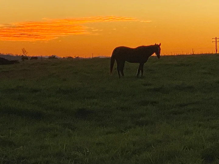 Pegasus Horse Park and Farm-stay