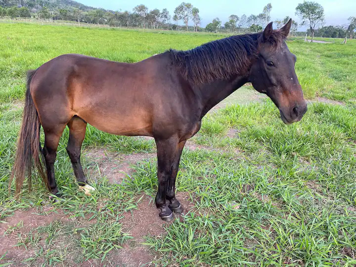 Pegasus Horse Park and Farm-stay