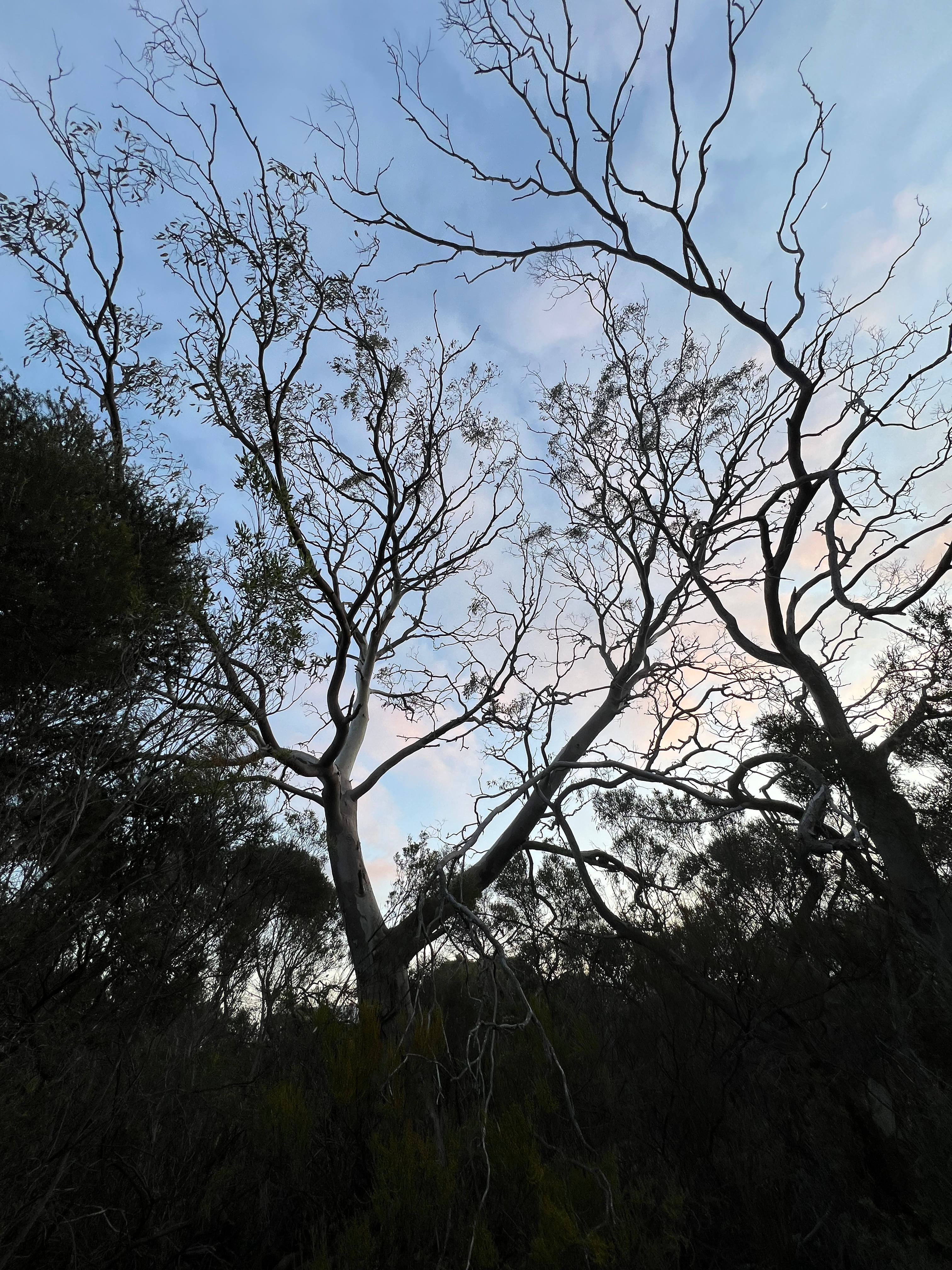 Red Gum Park