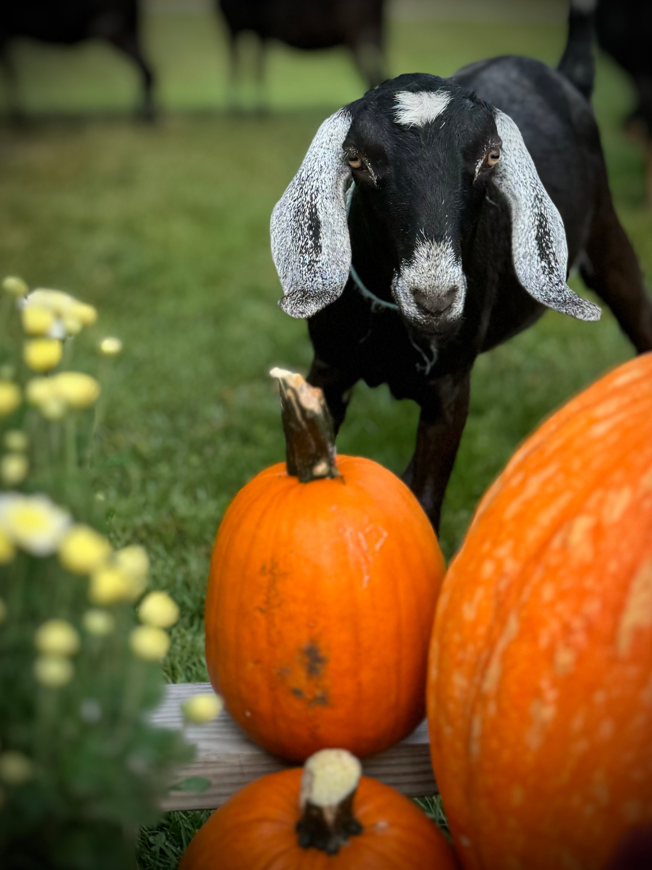 Huntress Haven Farm