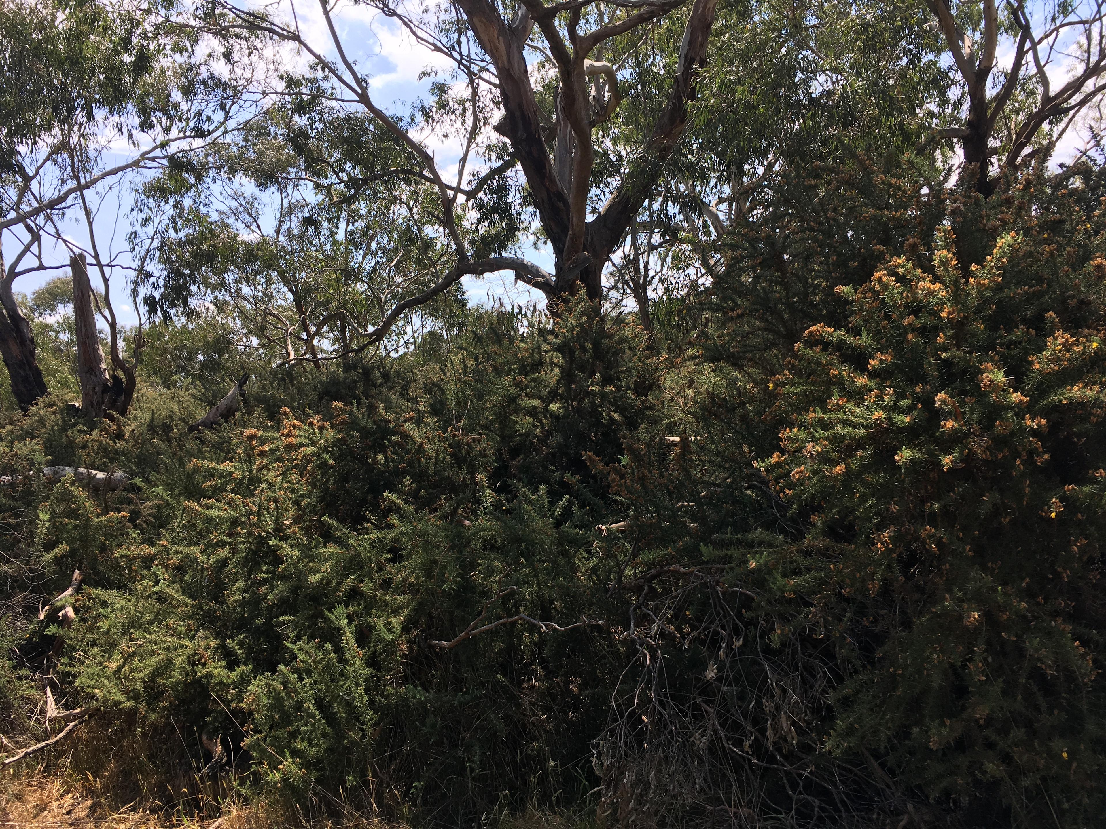 Tea Tree Creek  Bush Camp