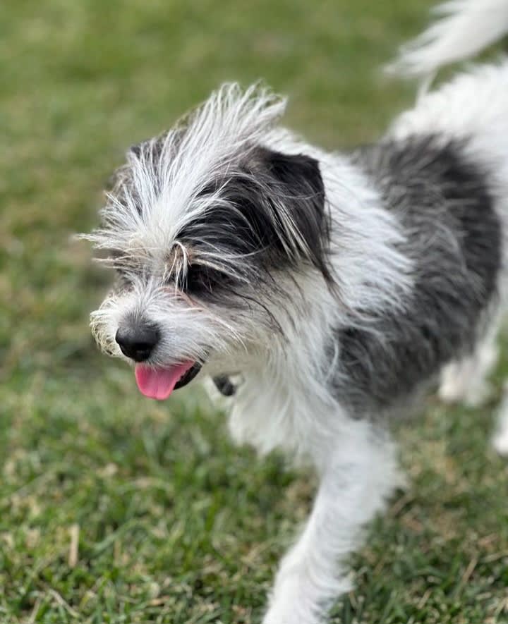 Javali River Glamping