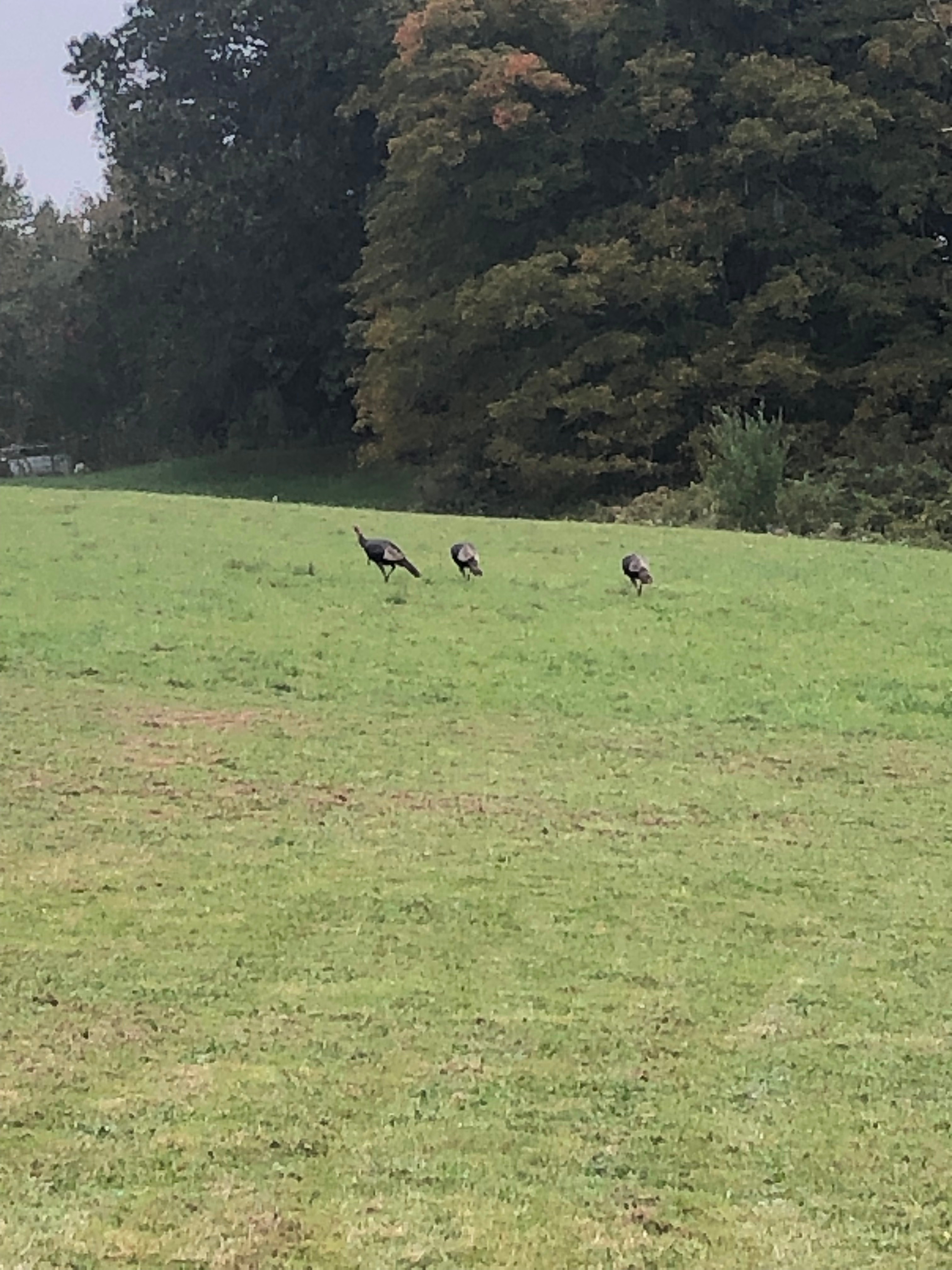 Turkey stroll