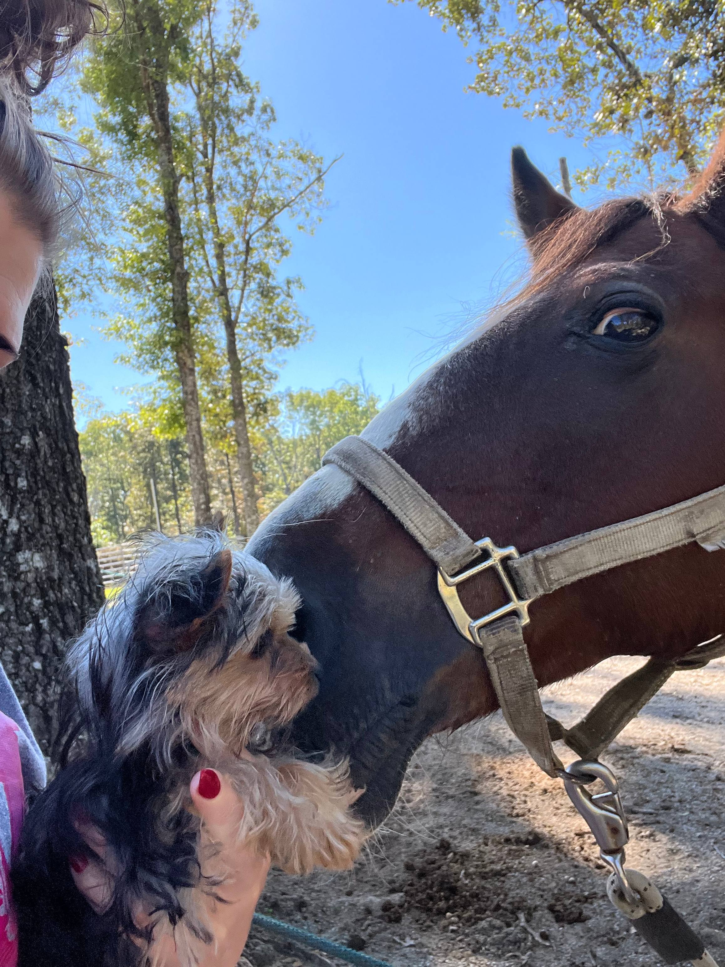 Campsites Fall Creek Falls Stables
