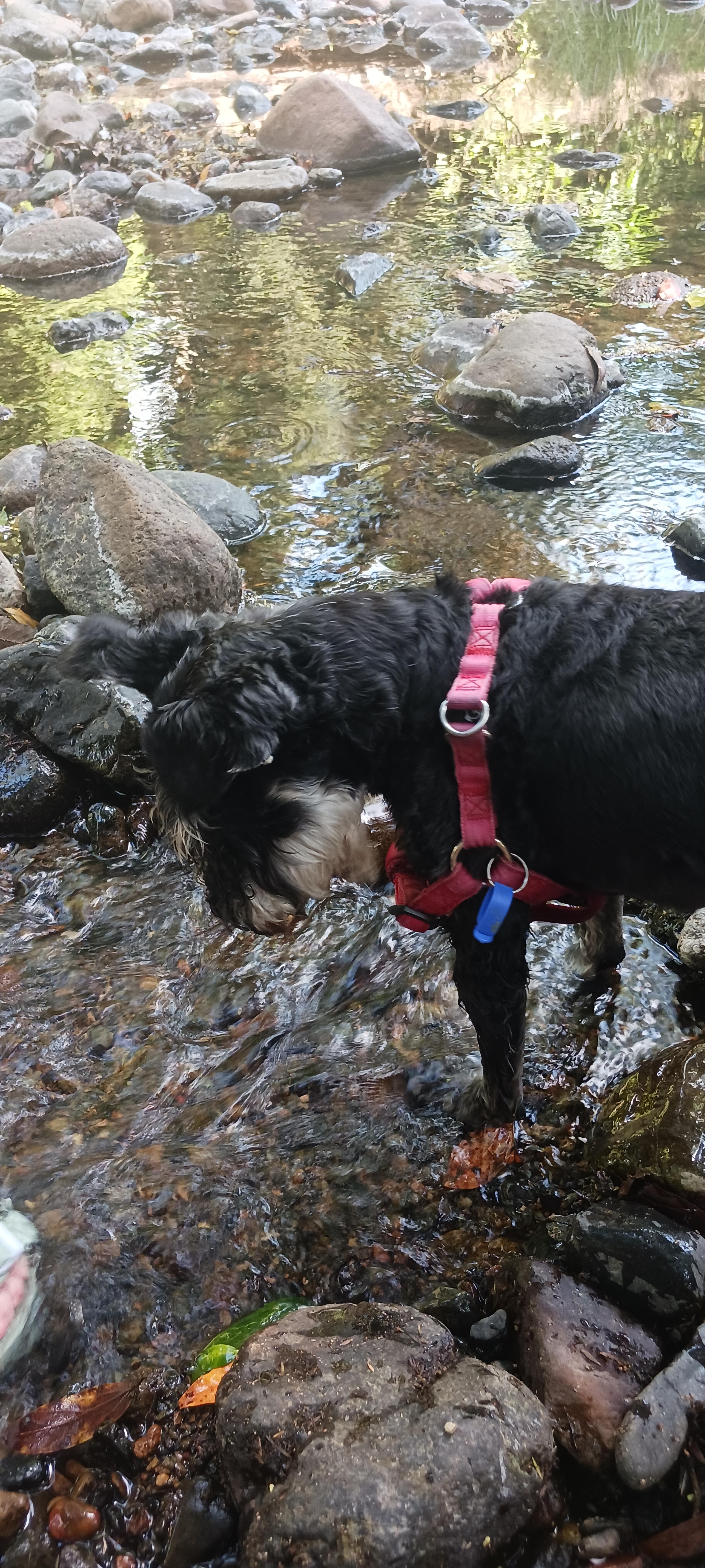 Amamoor Creek Camping n Caravanning