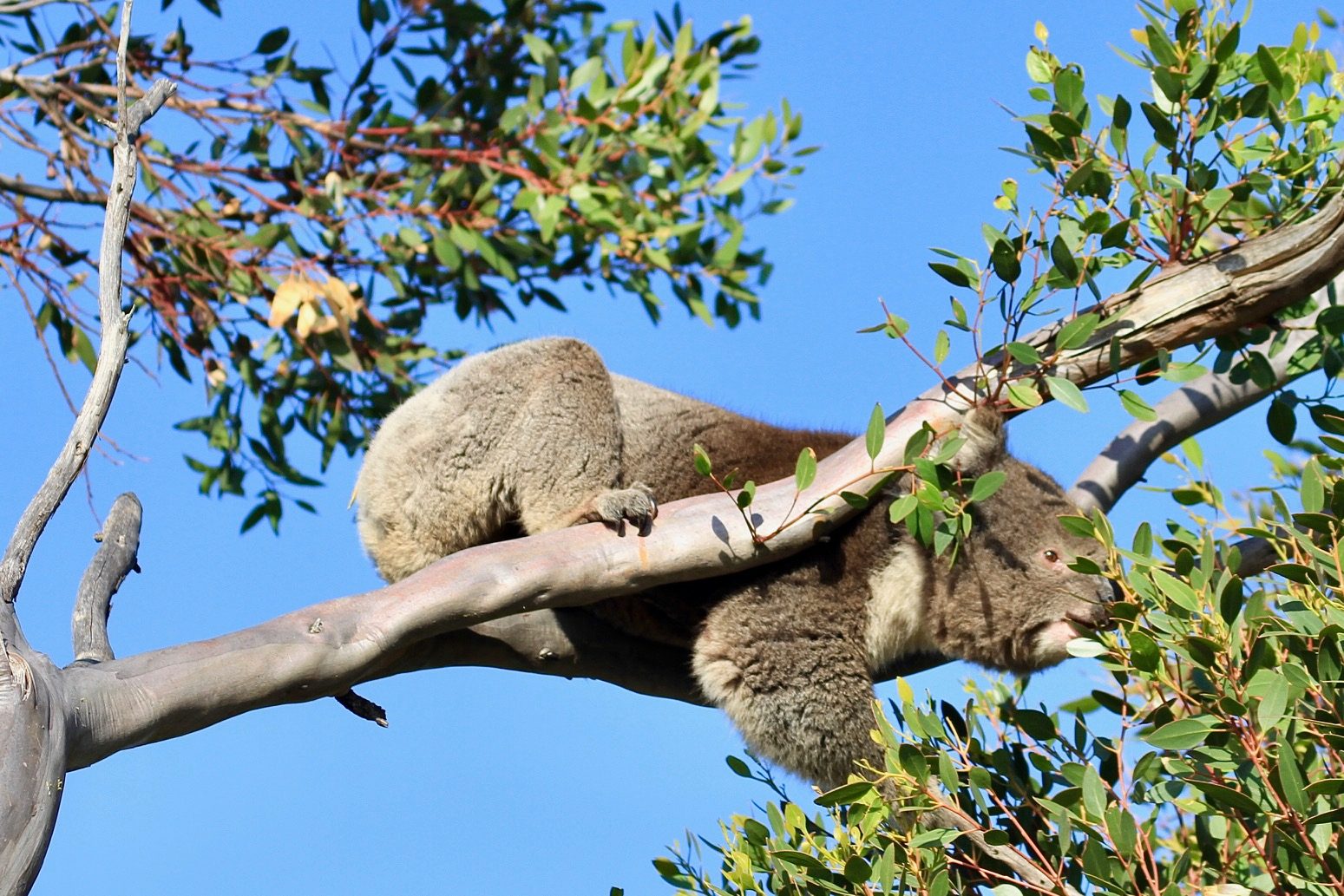 McLaren Vale National Park View