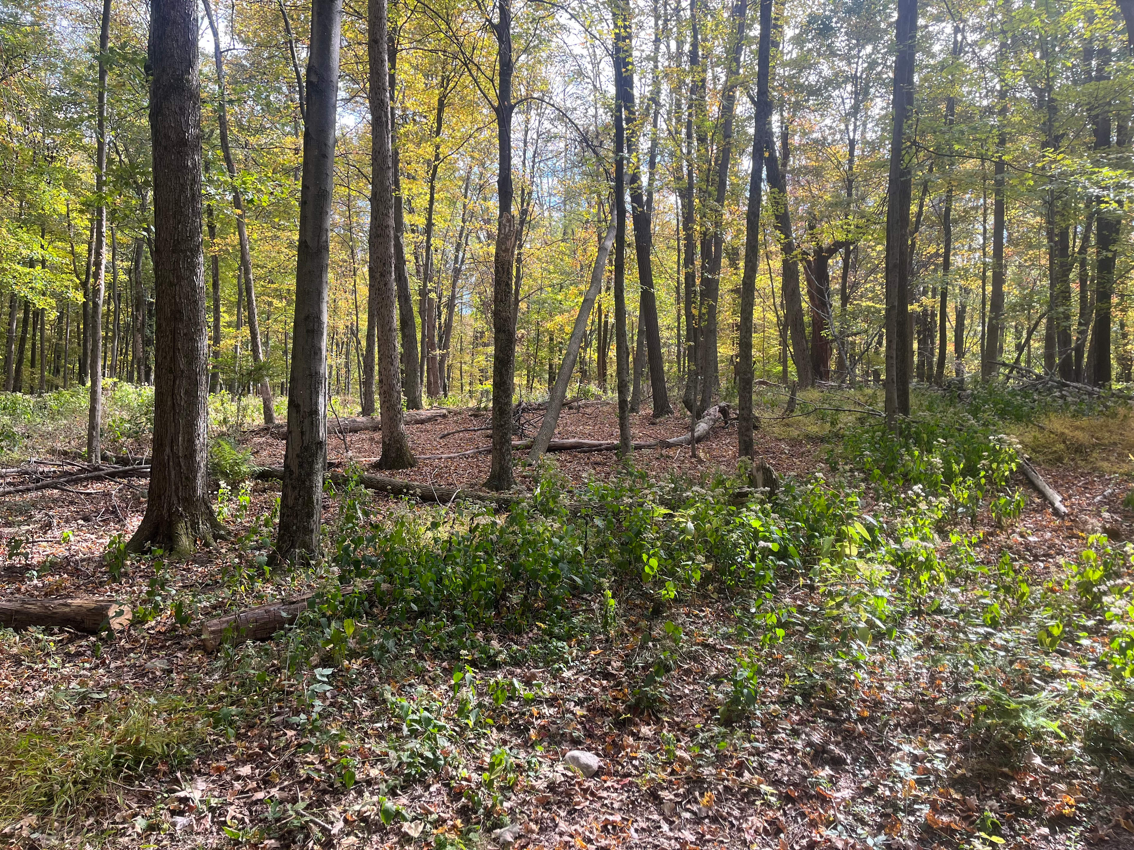 Bear Beaver Farms