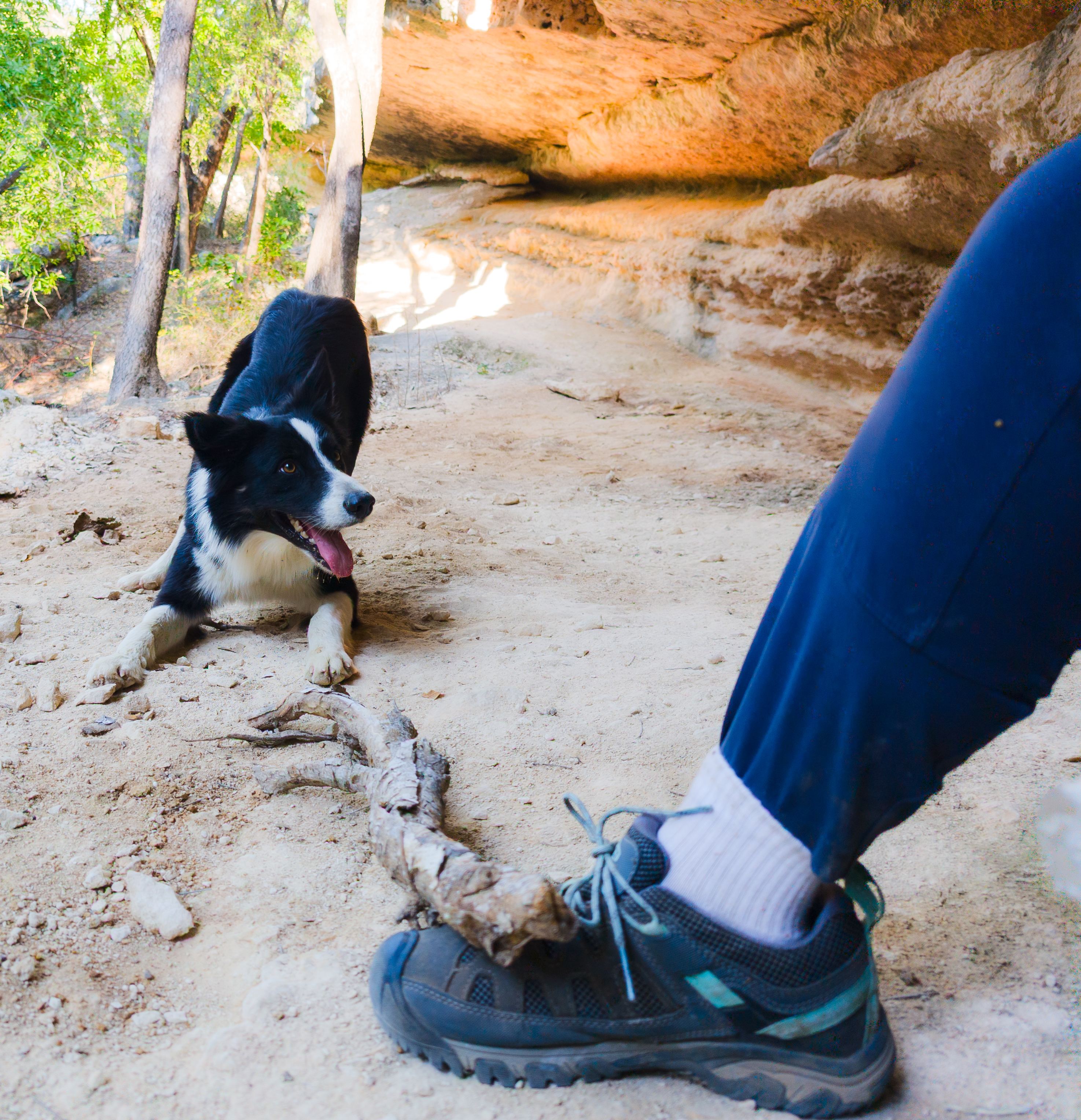 Don't start playing fetch with Popeye! He'll bring you bigger and bigger sticks for the rest of the day, even if the last one you threw was 30 minutes ago. 🤣