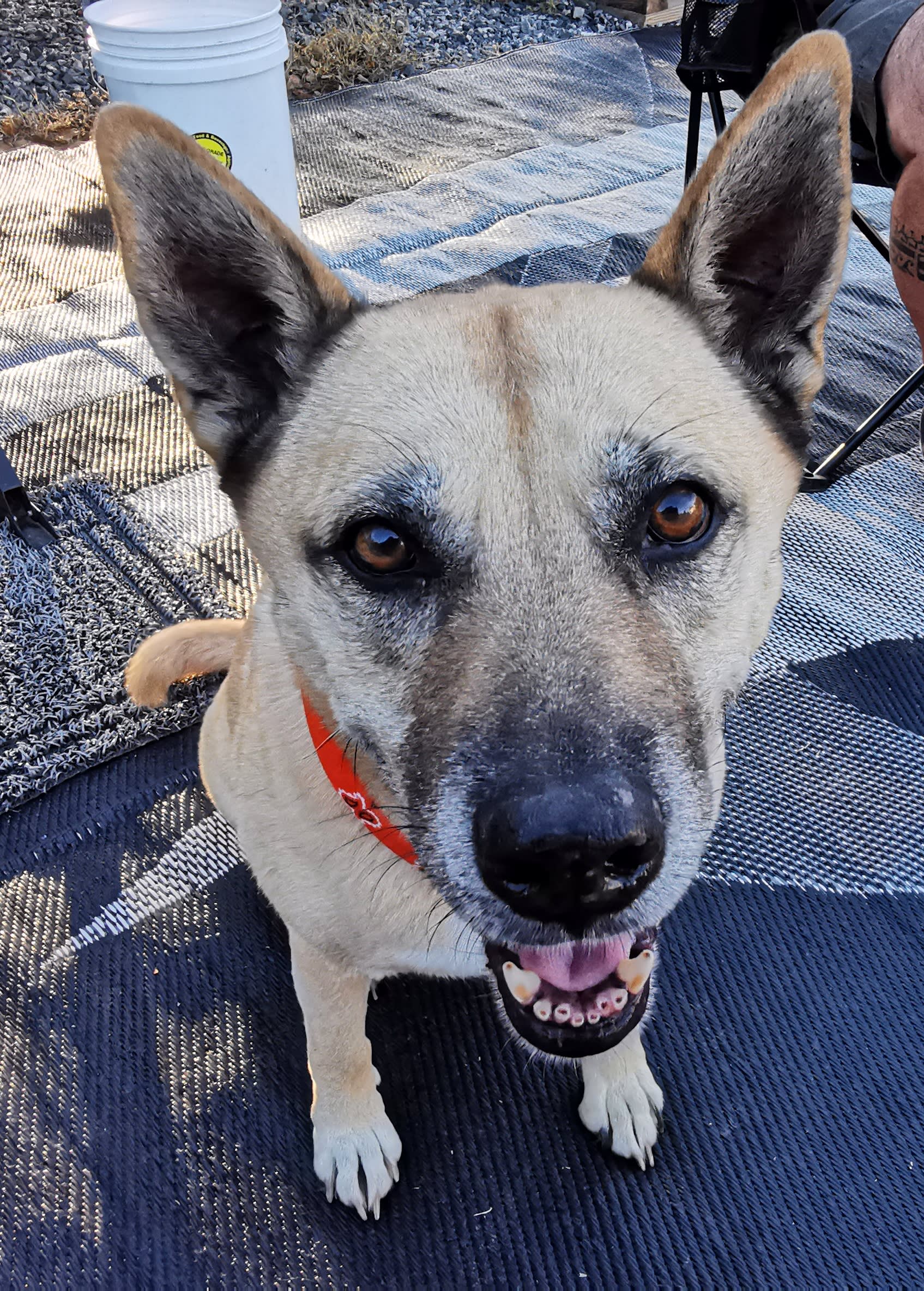 Eva the sweet farm pup visited us daily. 
