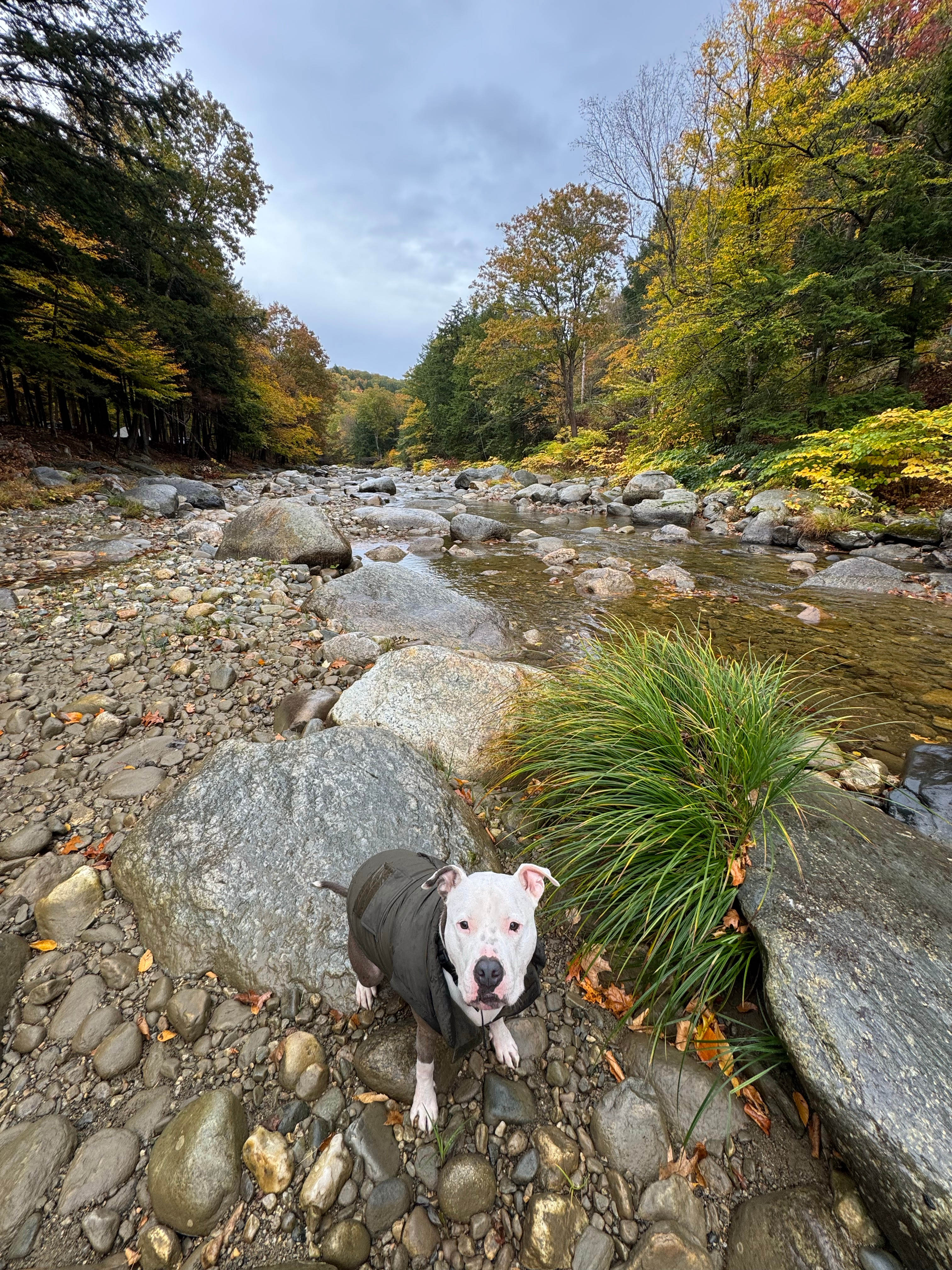 Battlestags On The River In Grafton