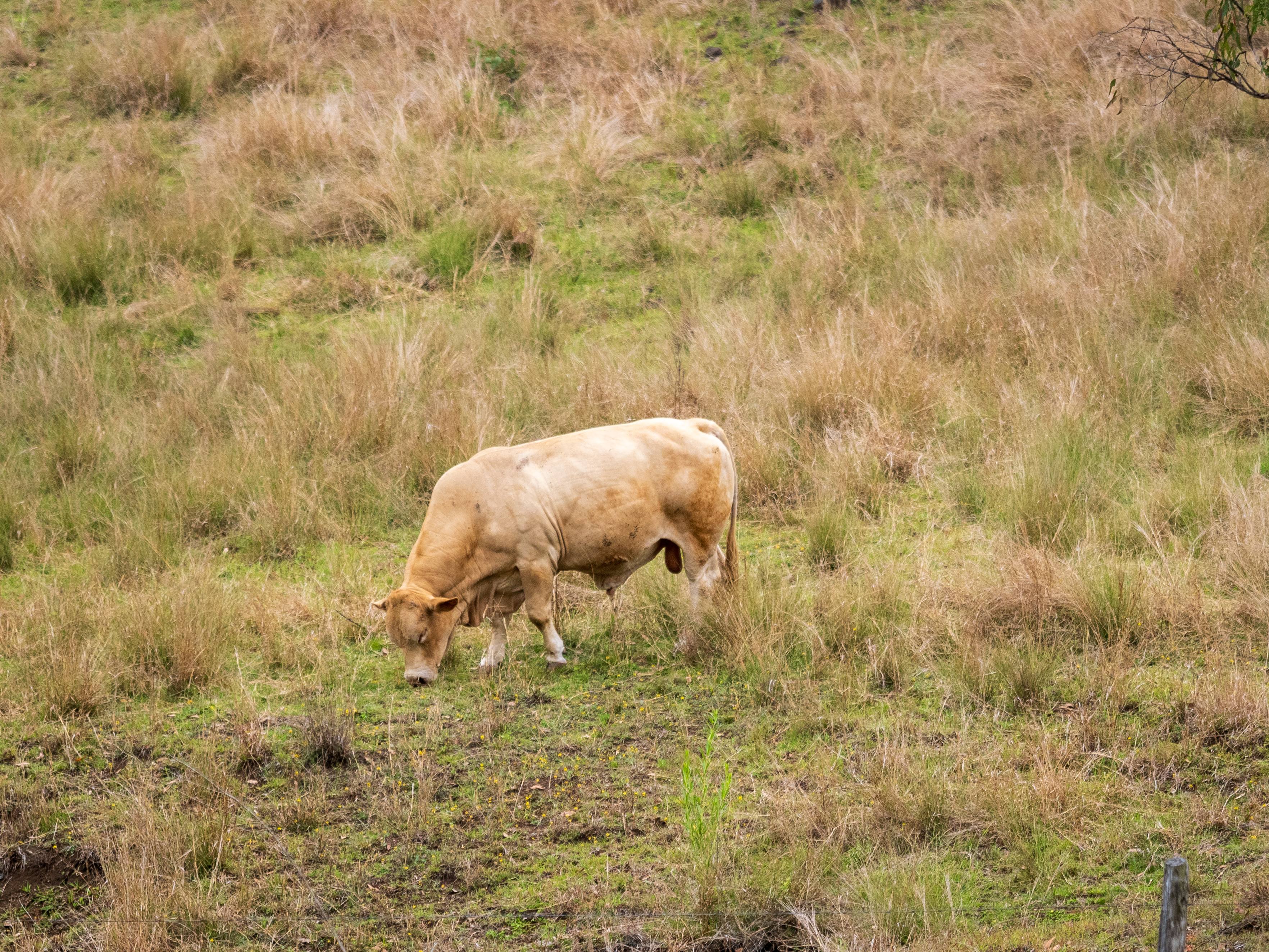 Other than training horses there are cattle on the property