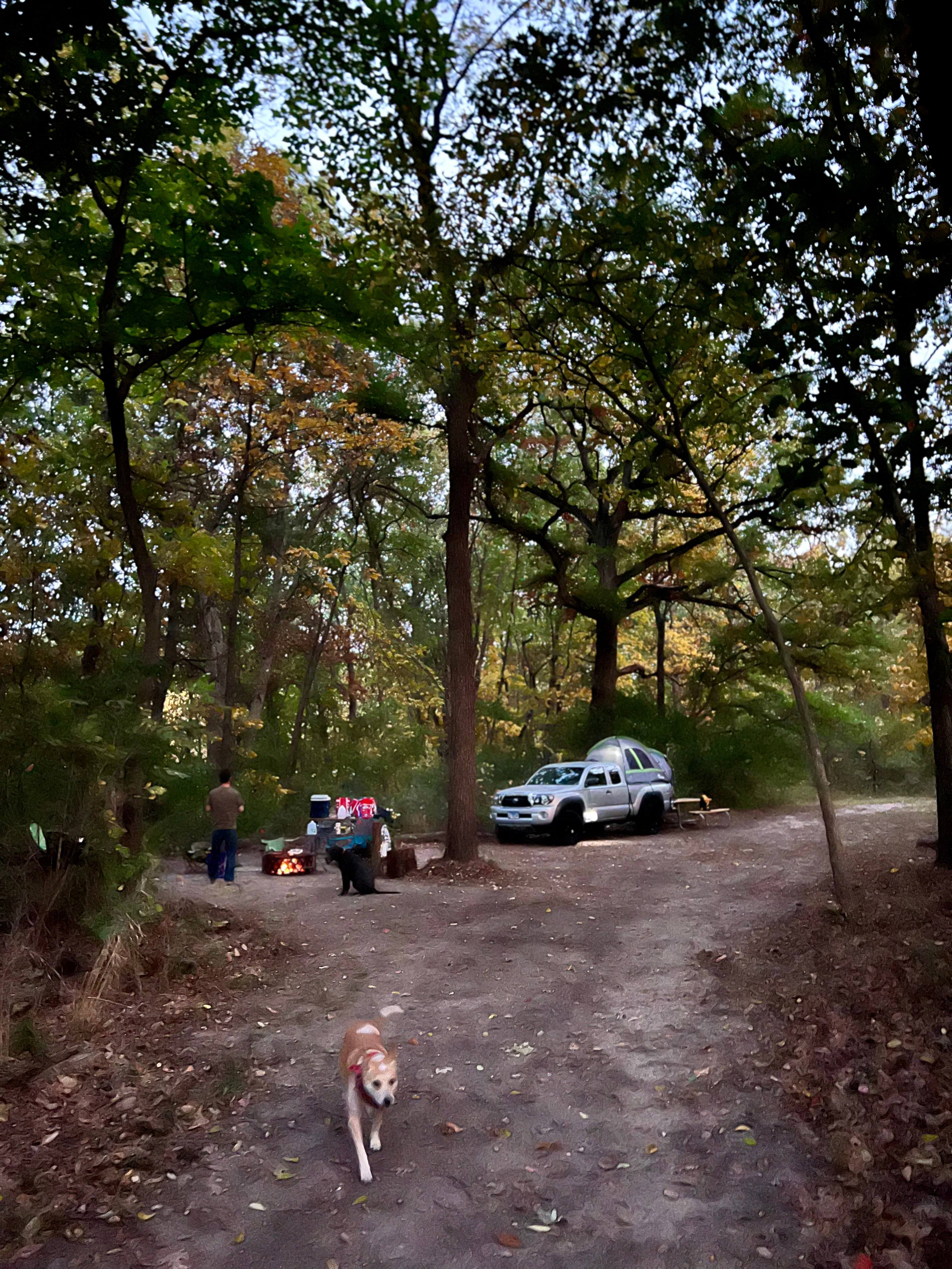 Welcome to our Magical Woods