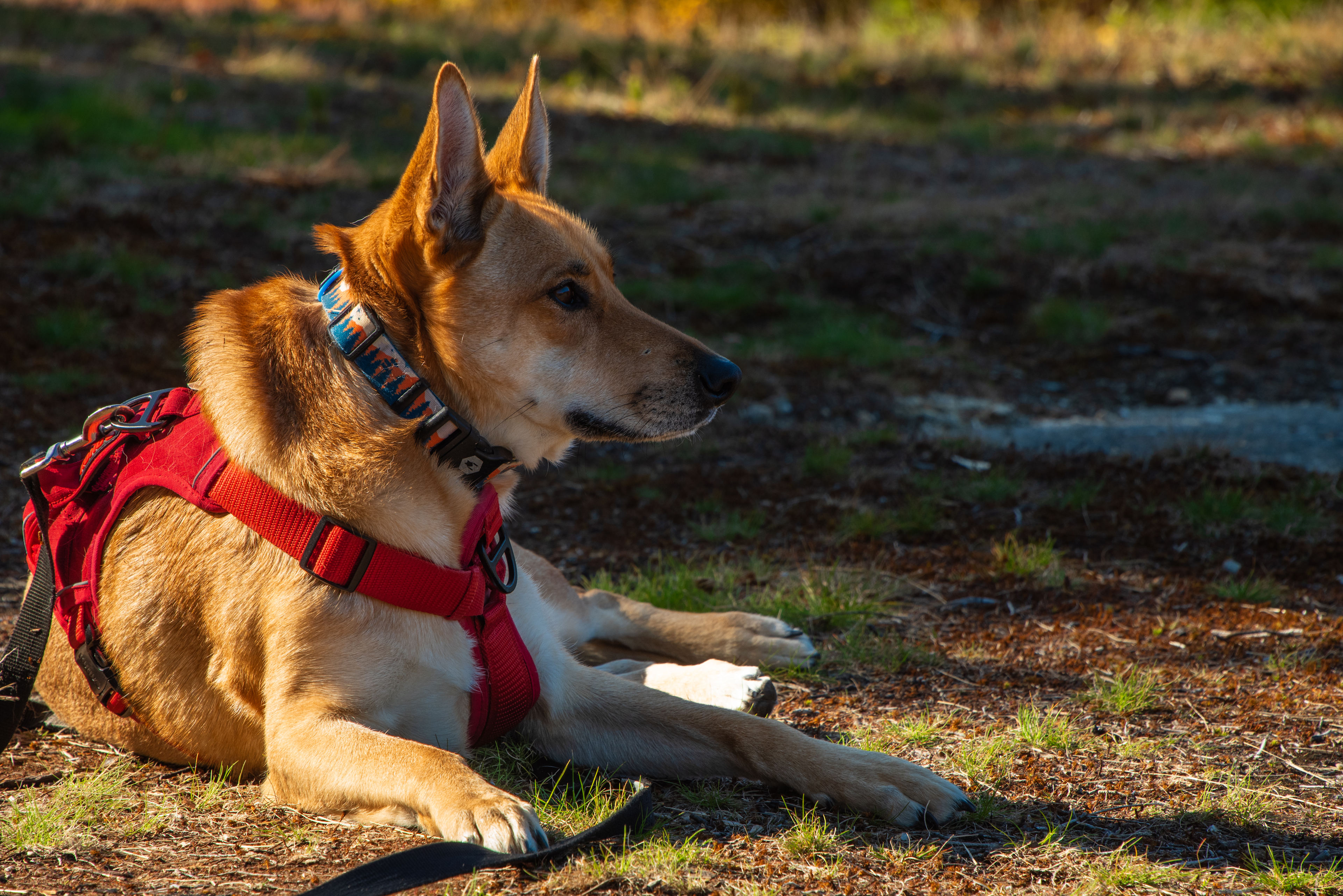 Stonewall Meadows Farm