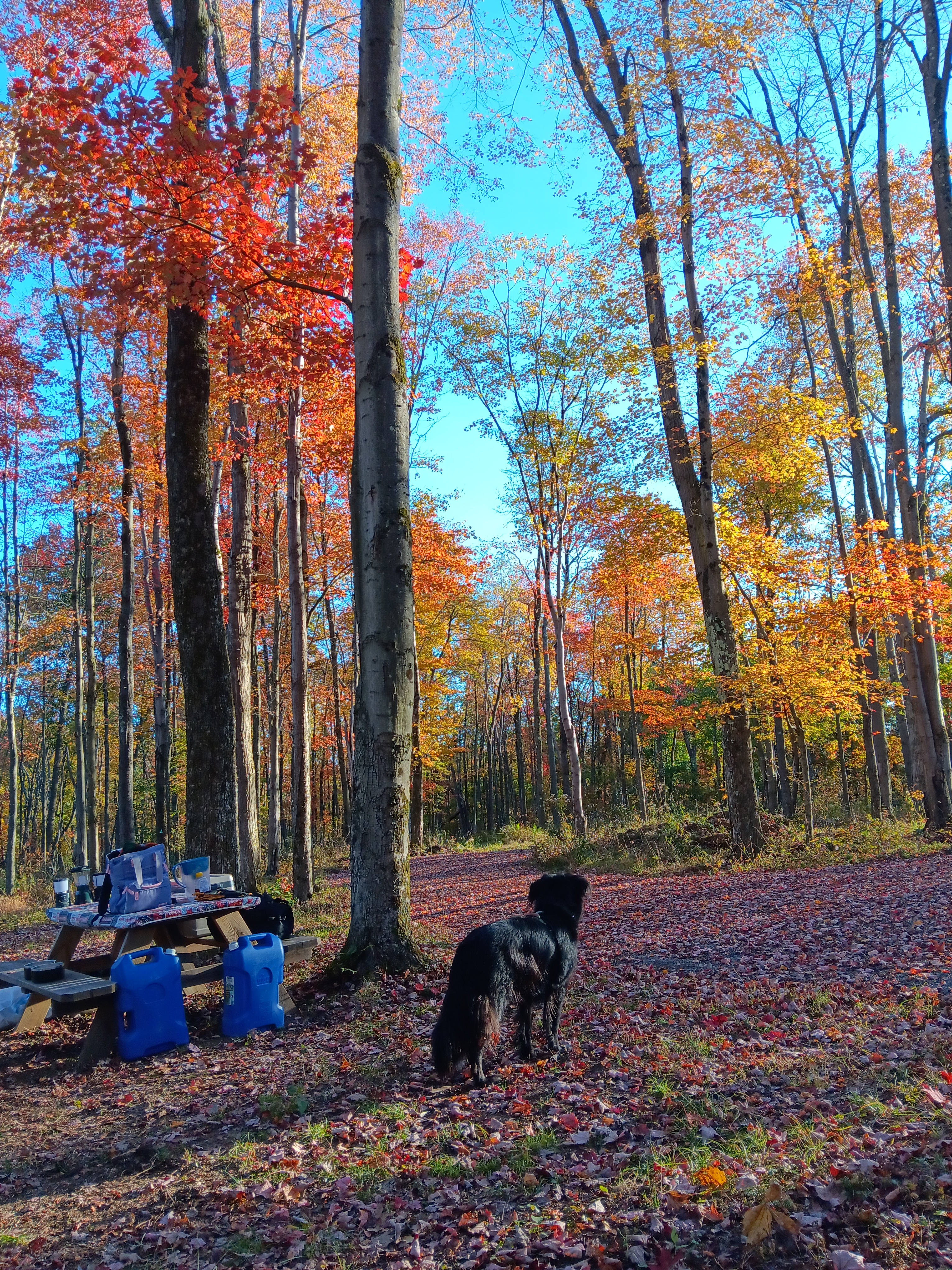 Presidential Primitive Getaway