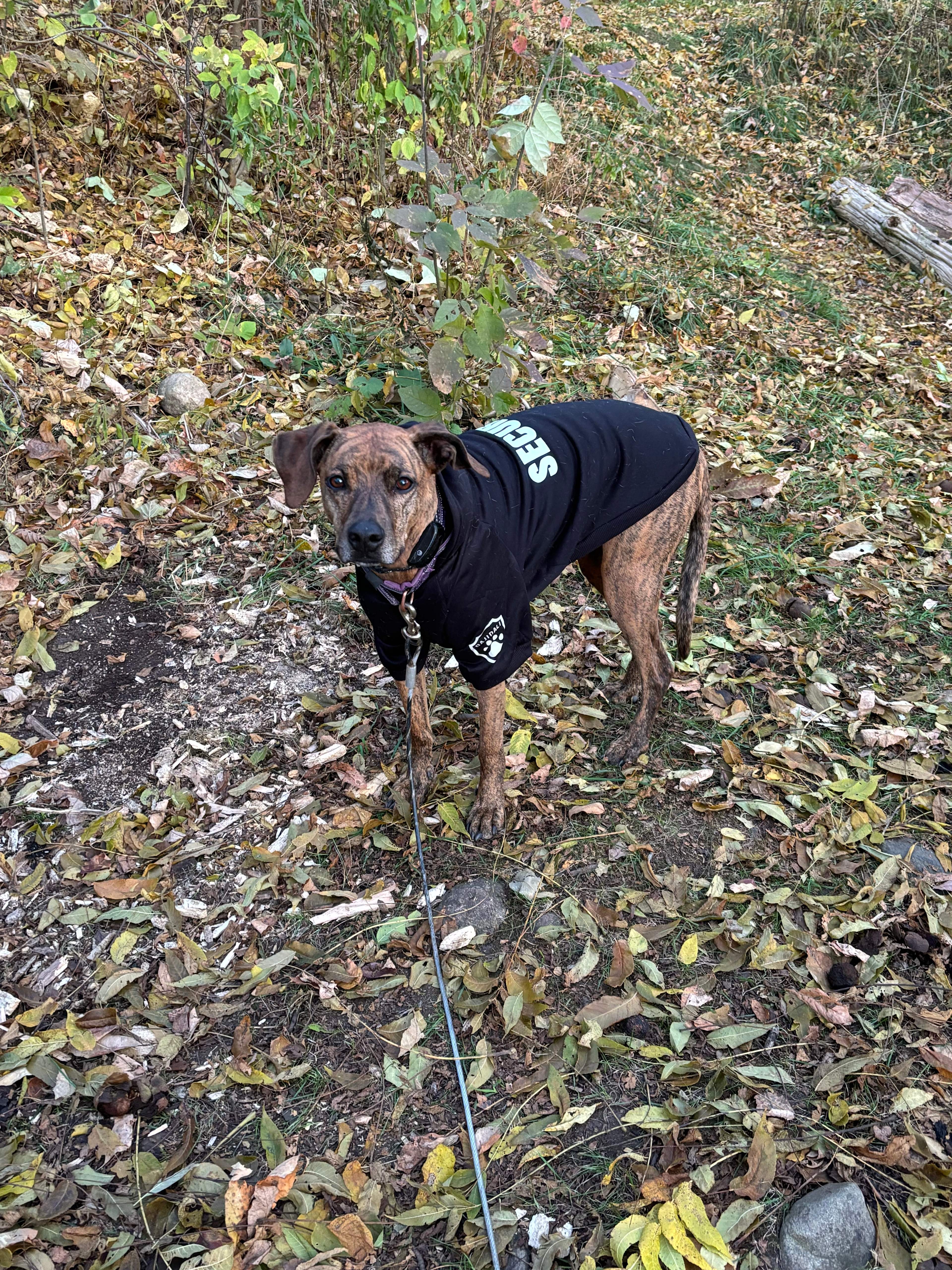 Yurt at Paisley Mill