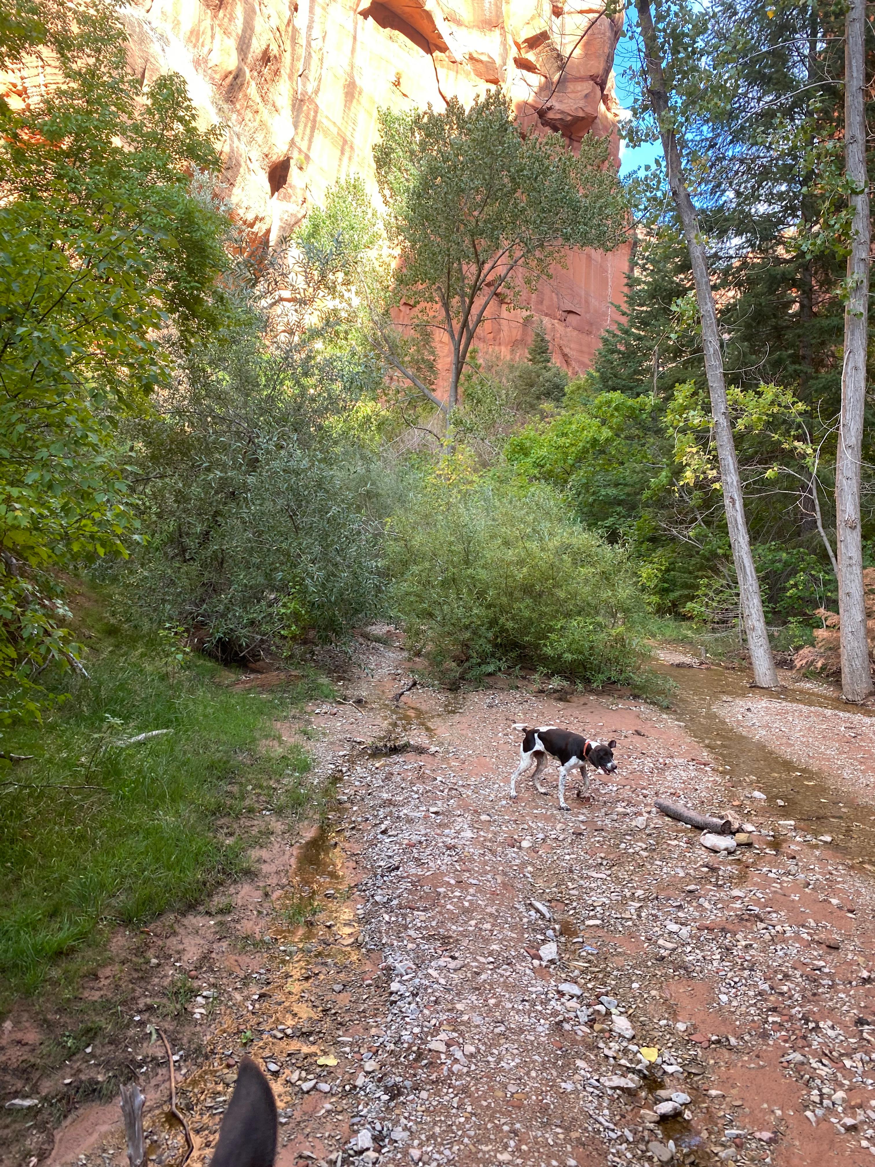 Rio Riata Hobby Horse Ranch
