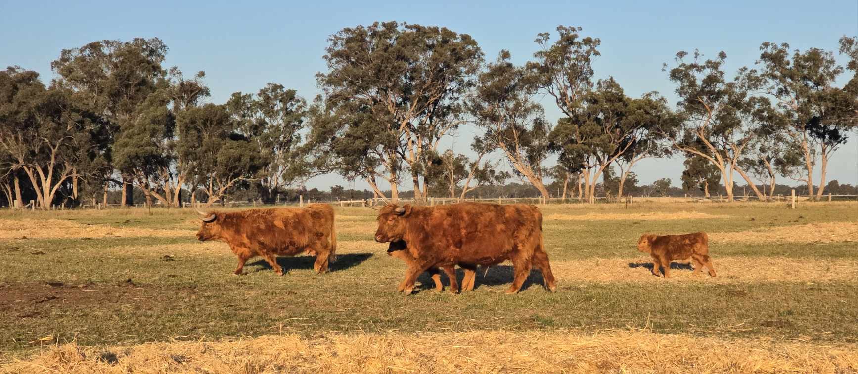 Heidi & Geordie with their 2024 calves 