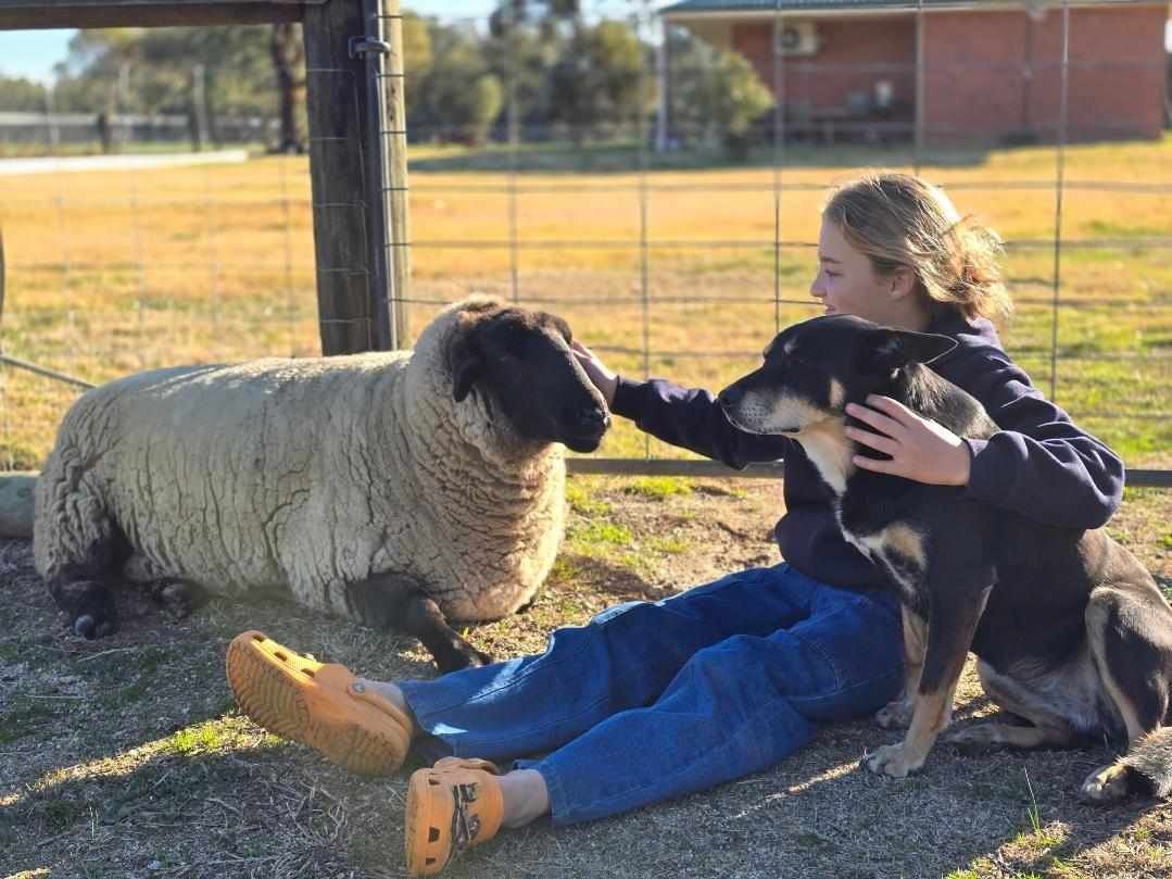 Resident pet sheep 'Sarah' and Pippy dog 