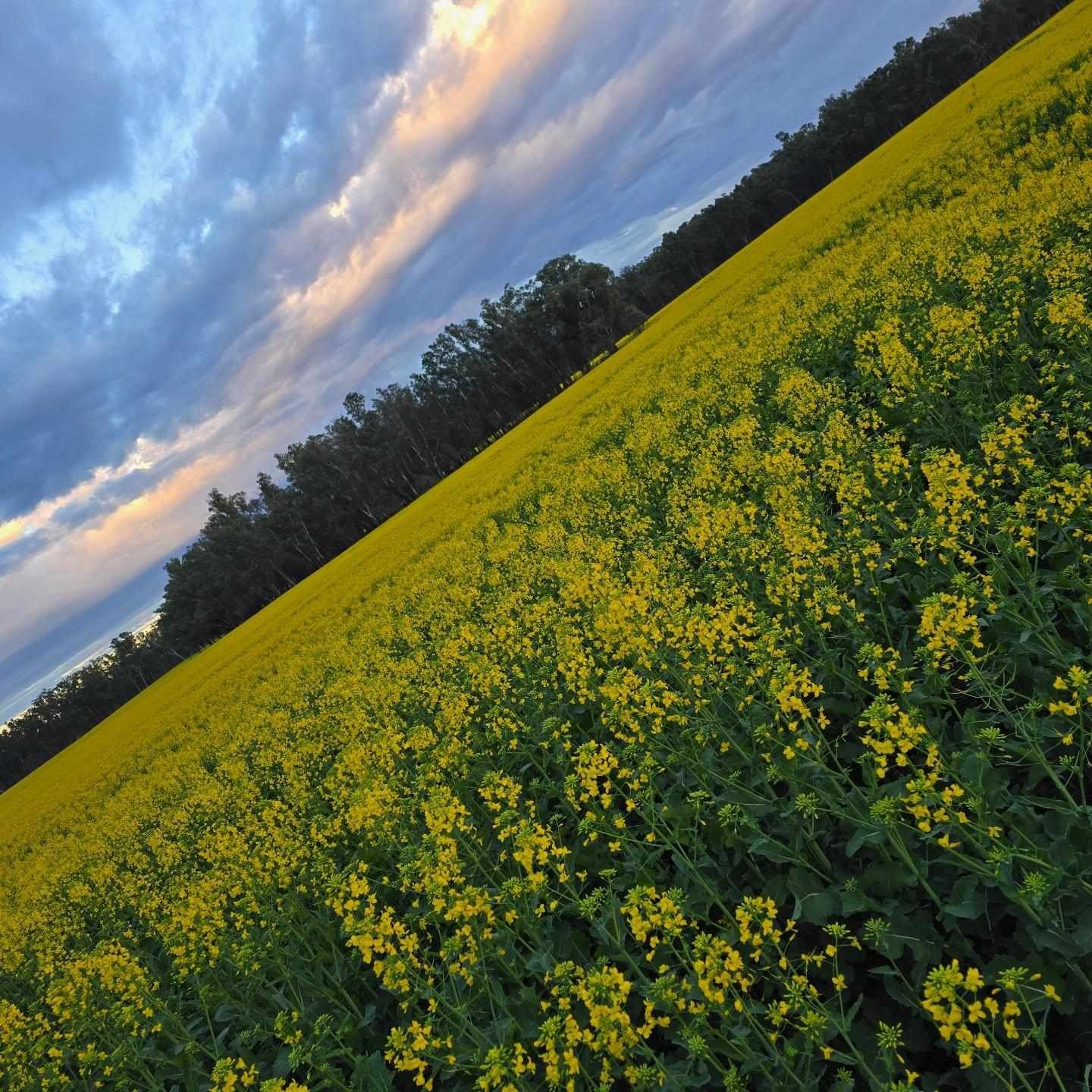 The farm in full bloom - Canola AUG 2024