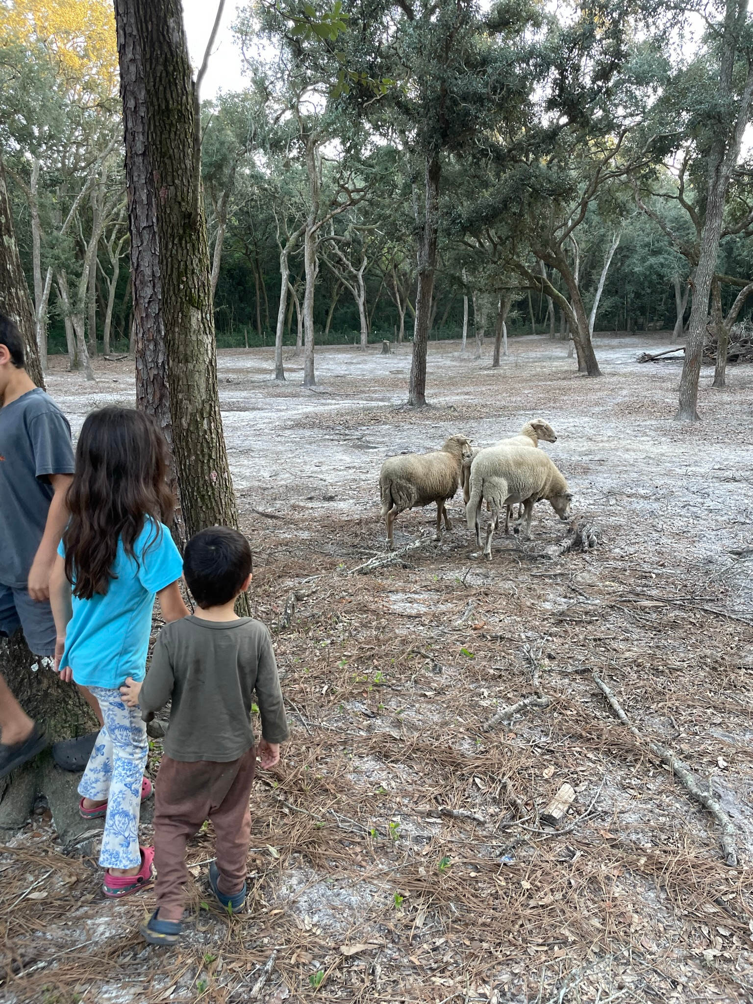 Los Pollitos Family Farm