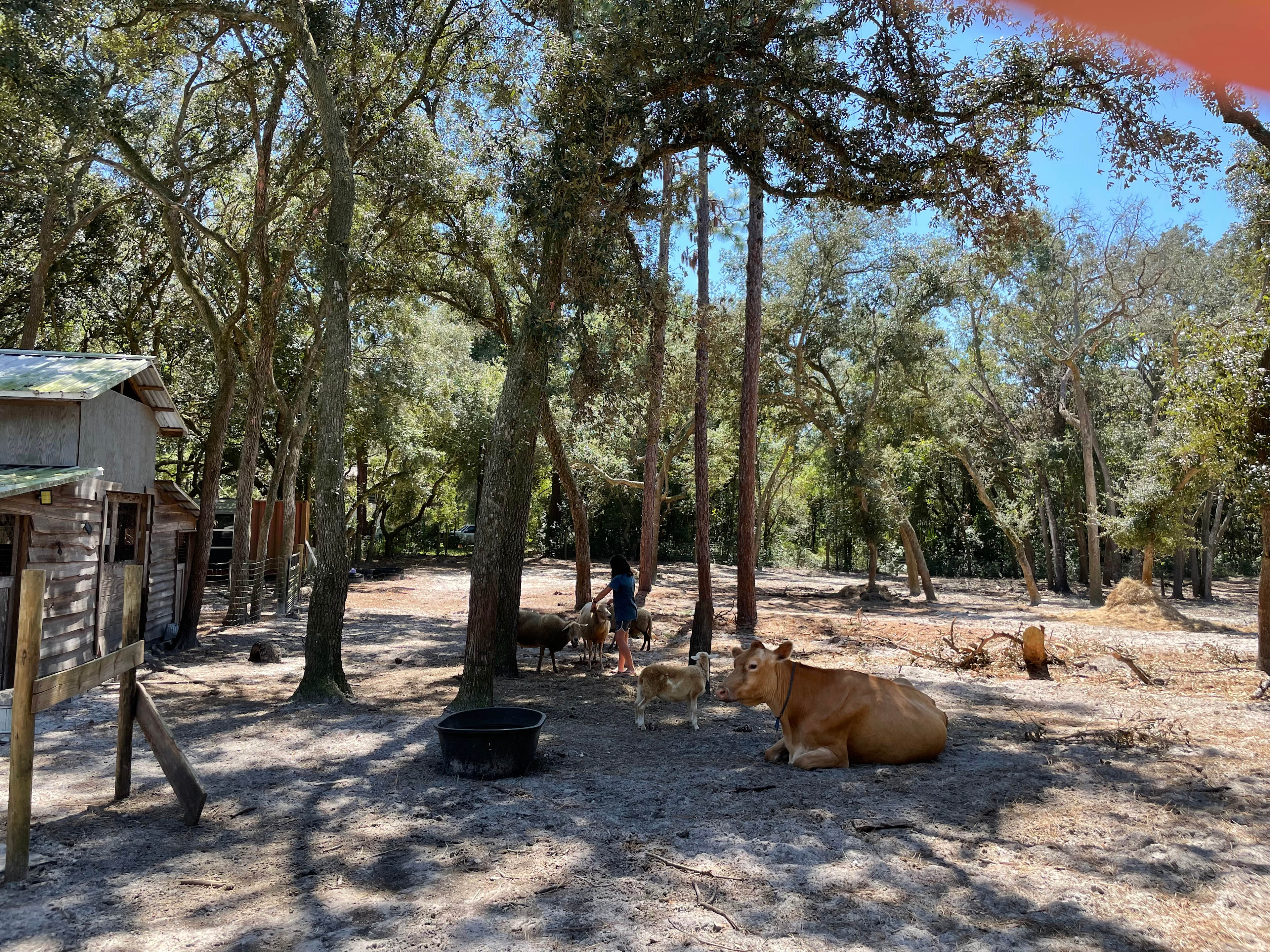 Los Pollitos Family Farm