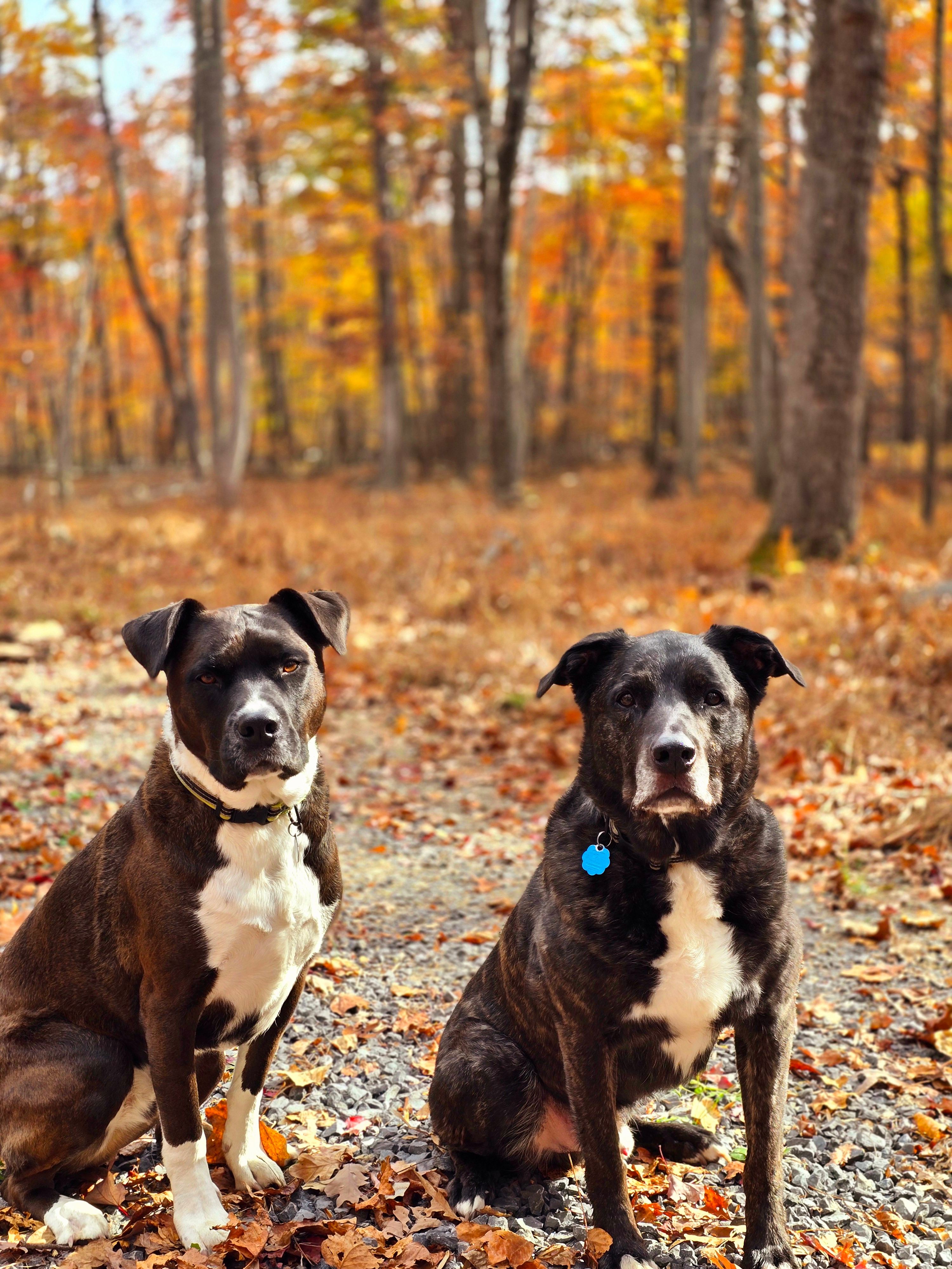 Primitive Cozy Cabin
