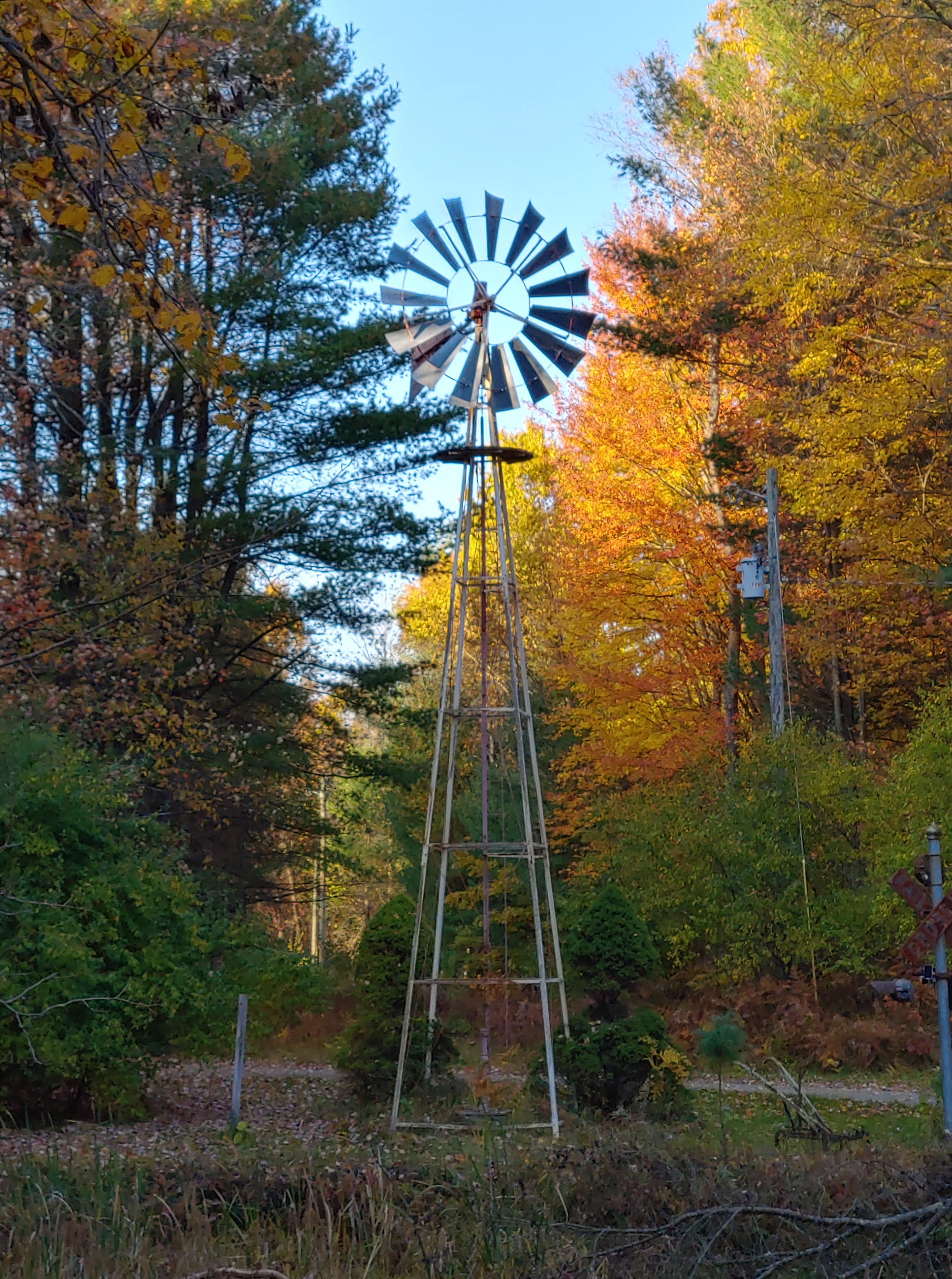 Manderlay Woods