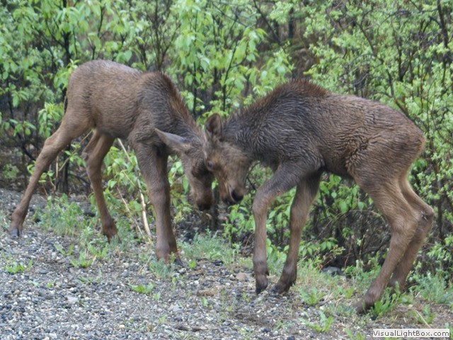 Denali Rainbow Village & RV Park