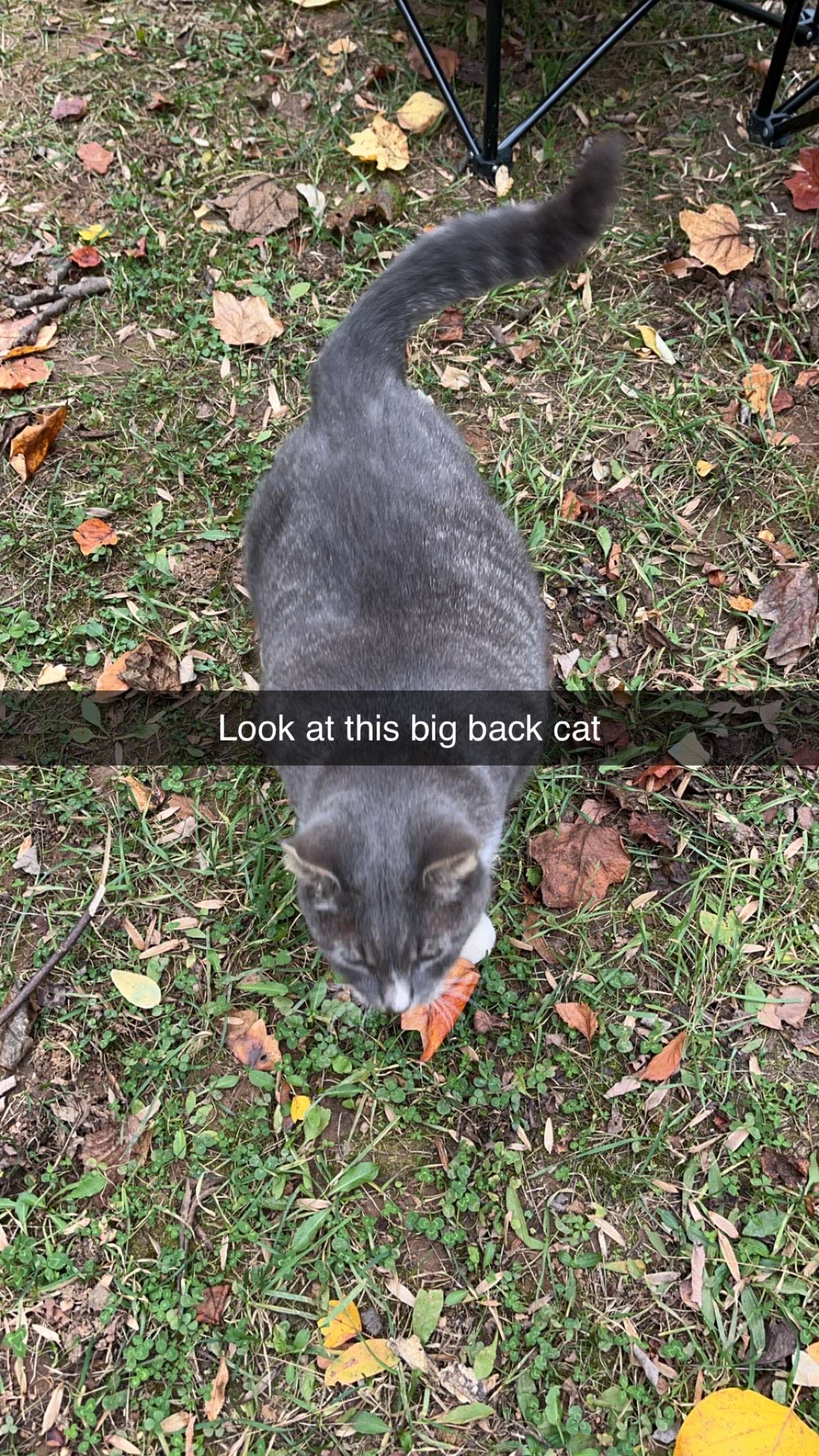 Welcome to Marigold Manse!