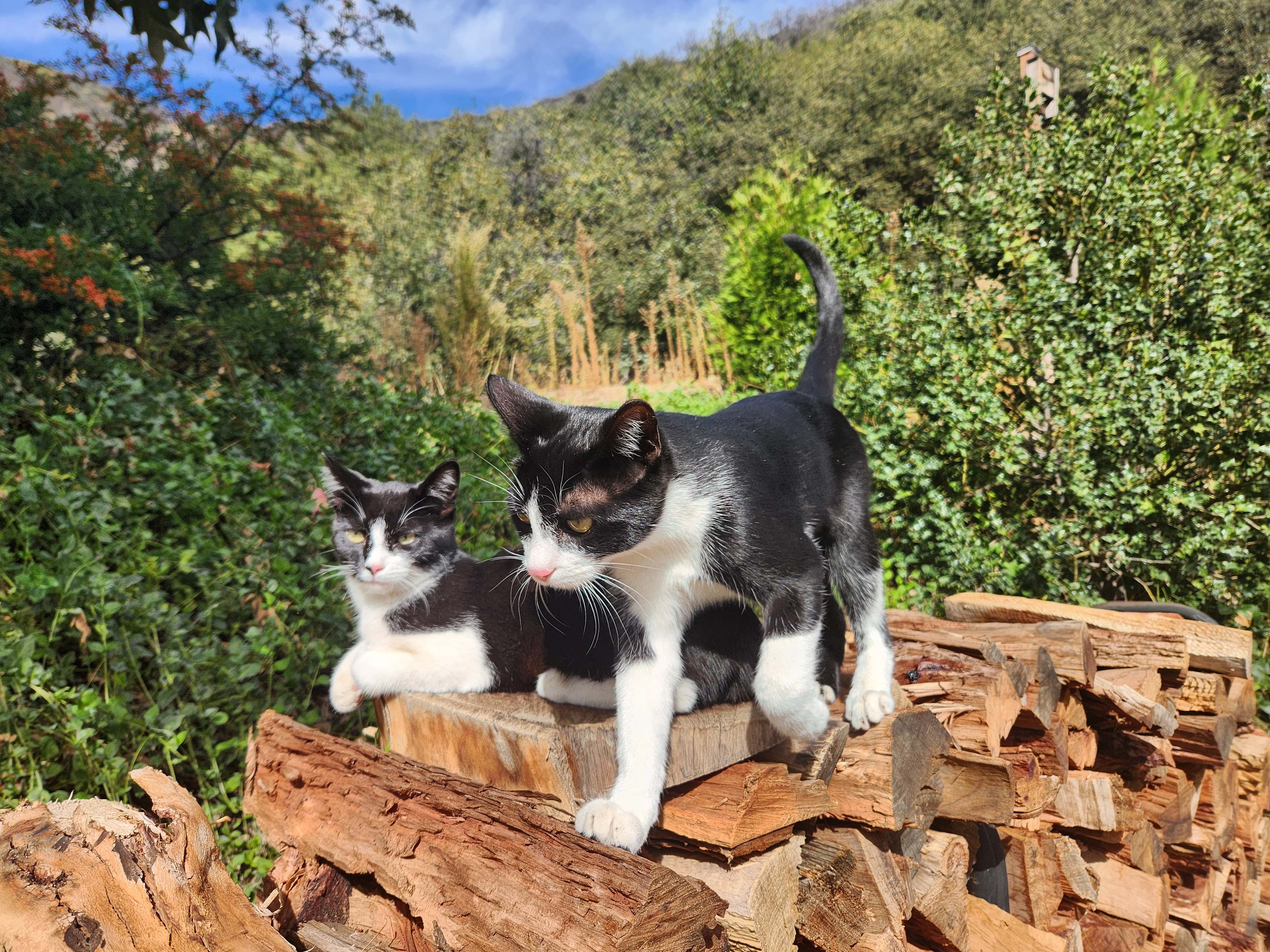 our two friendly cats on patrol keeping your stay critter free