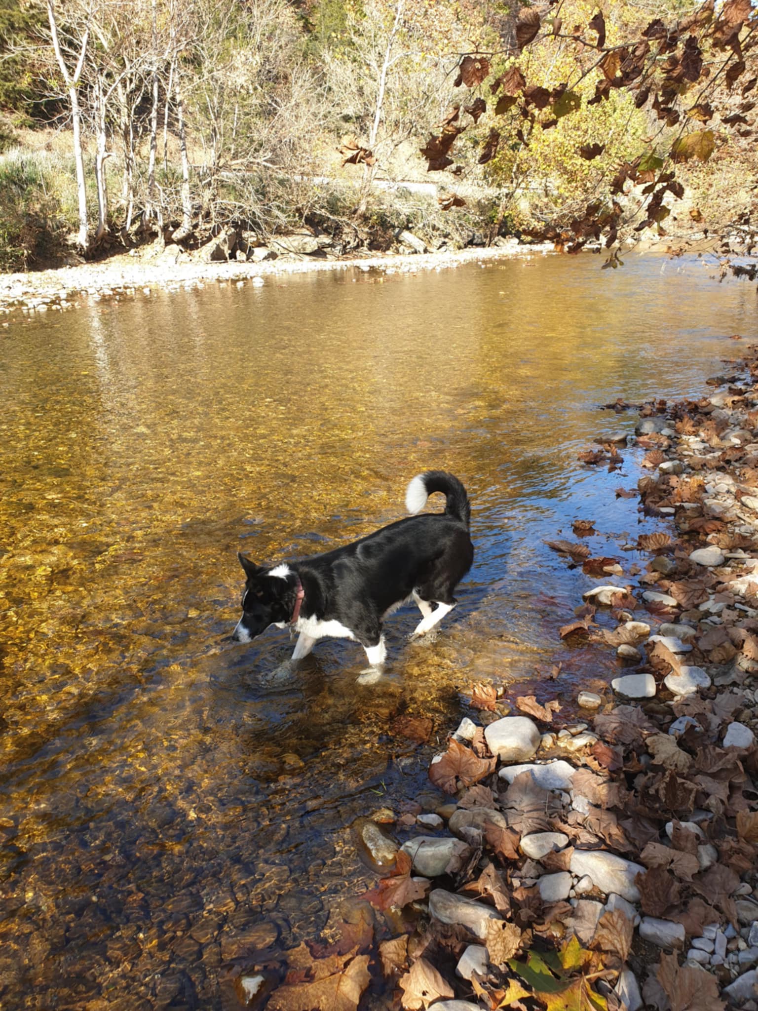 Walker Creek Base Camp