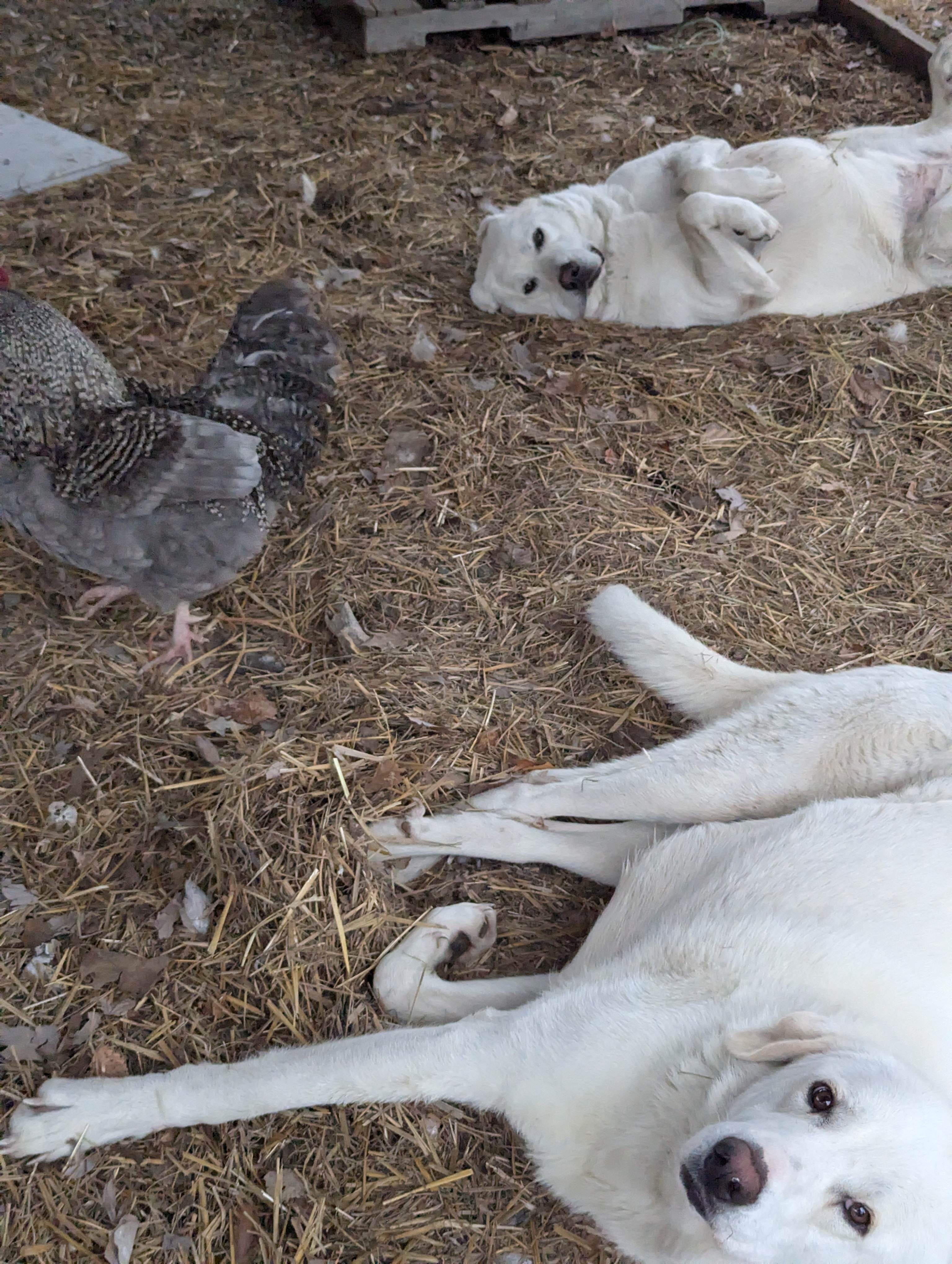 Dancing Leaves Forest
