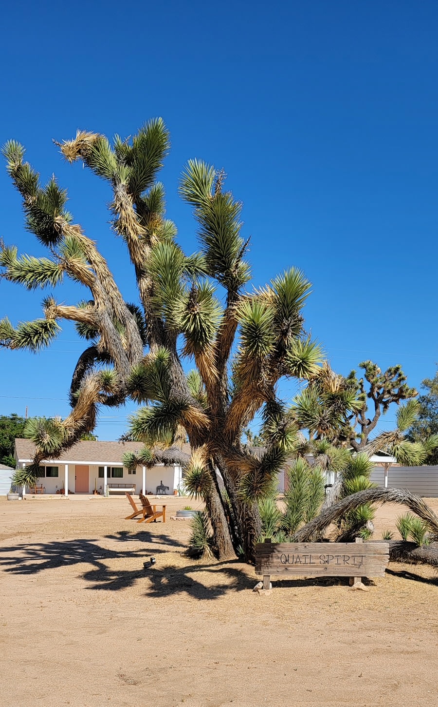Quail Spirit Homestead