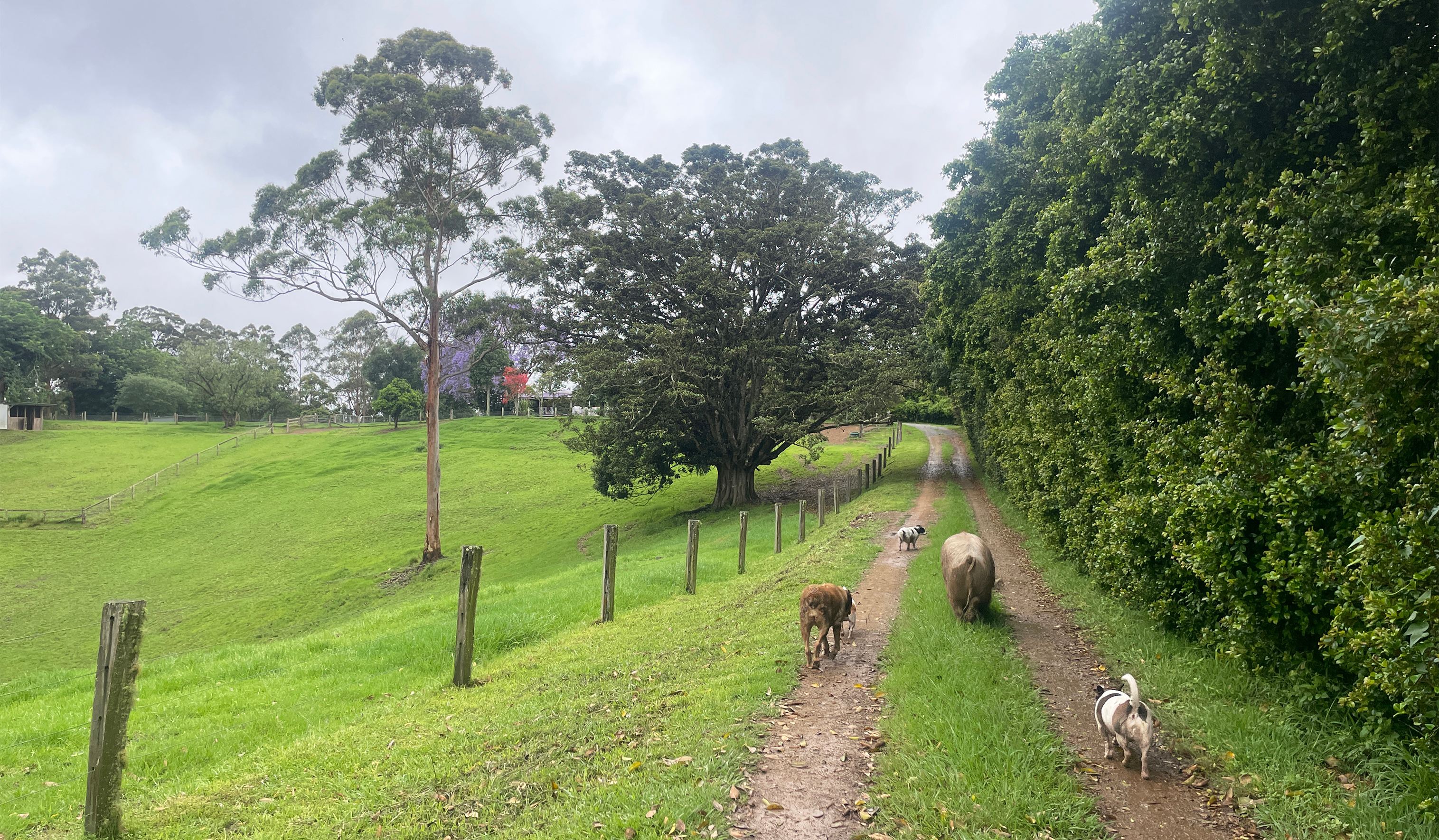 Wootton Arabian Stud Farmstay