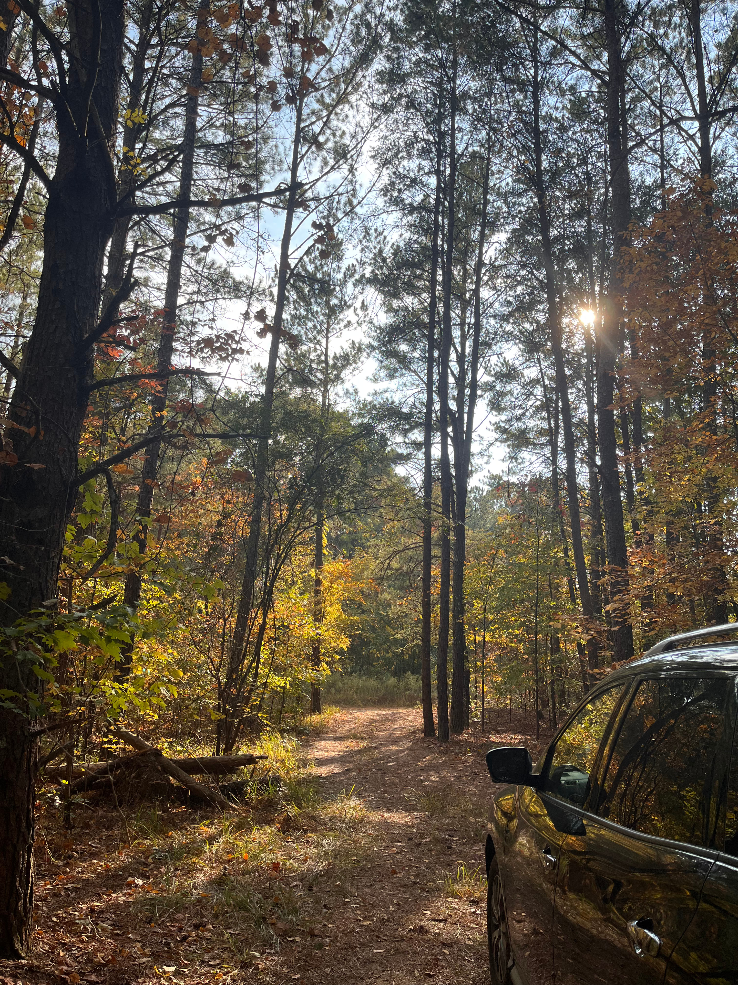 Michelia's Forest