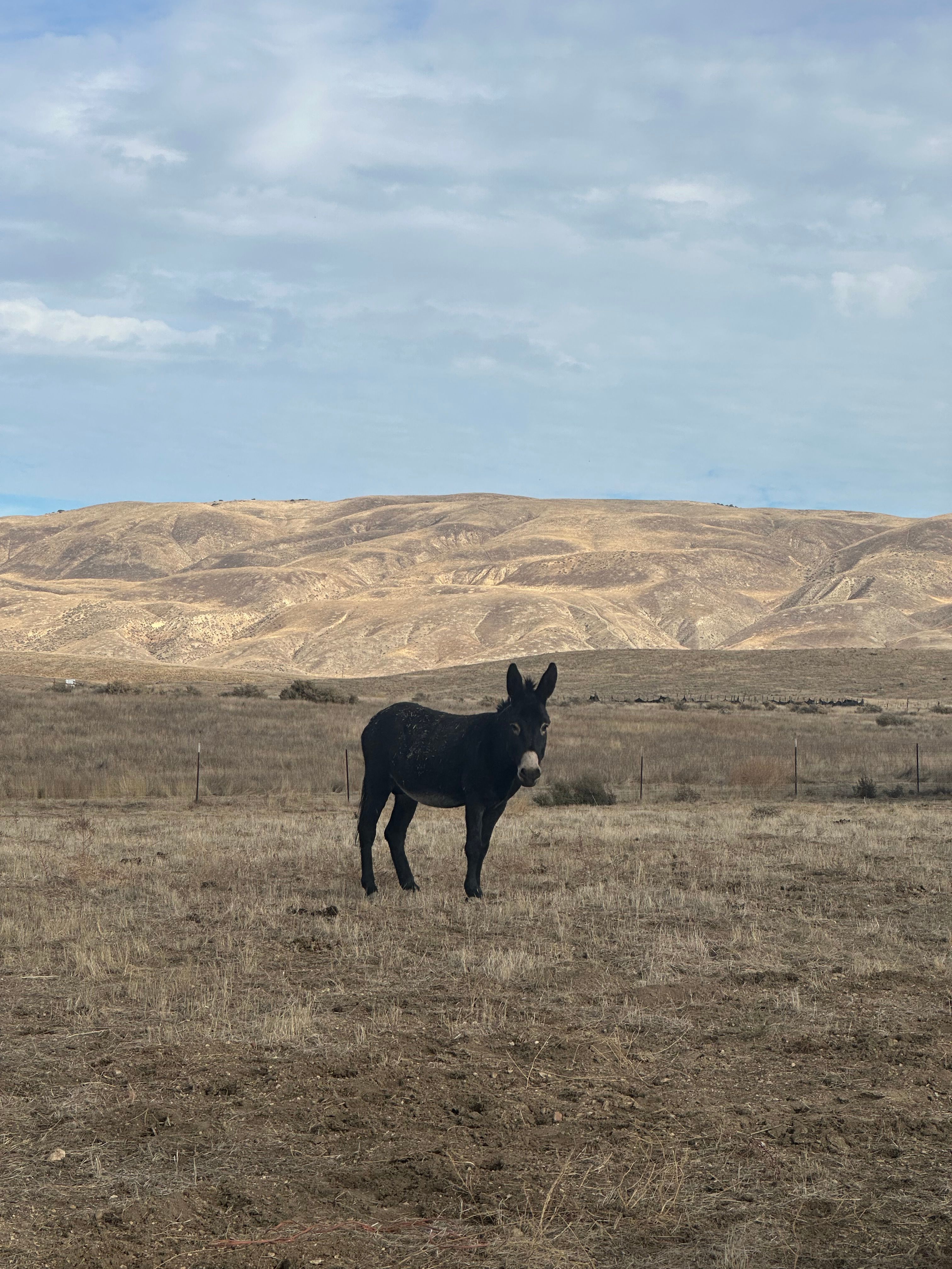 Wild Winds Rescue Ranch