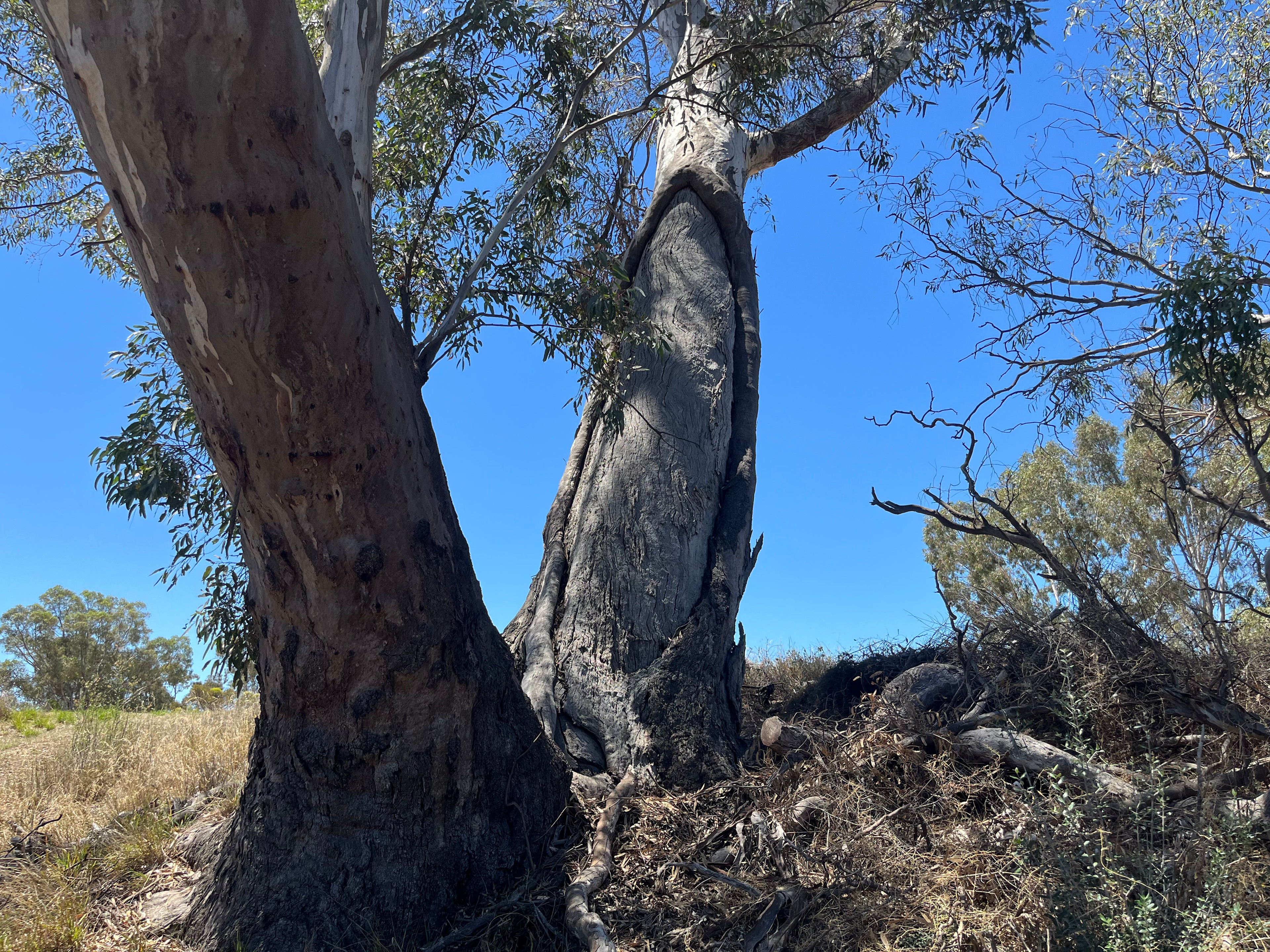 Wimmera River Heights