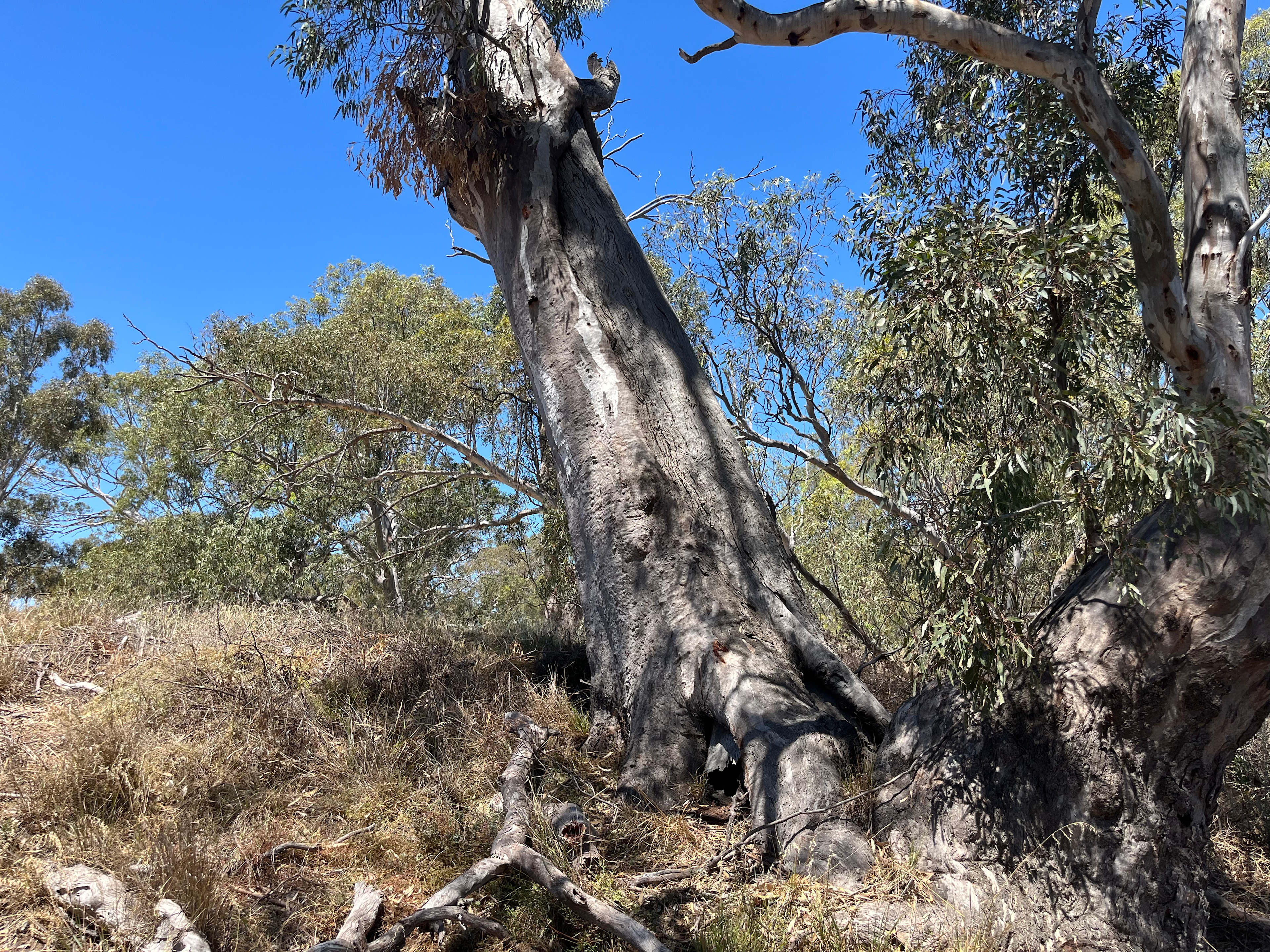Wimmera River Heights
