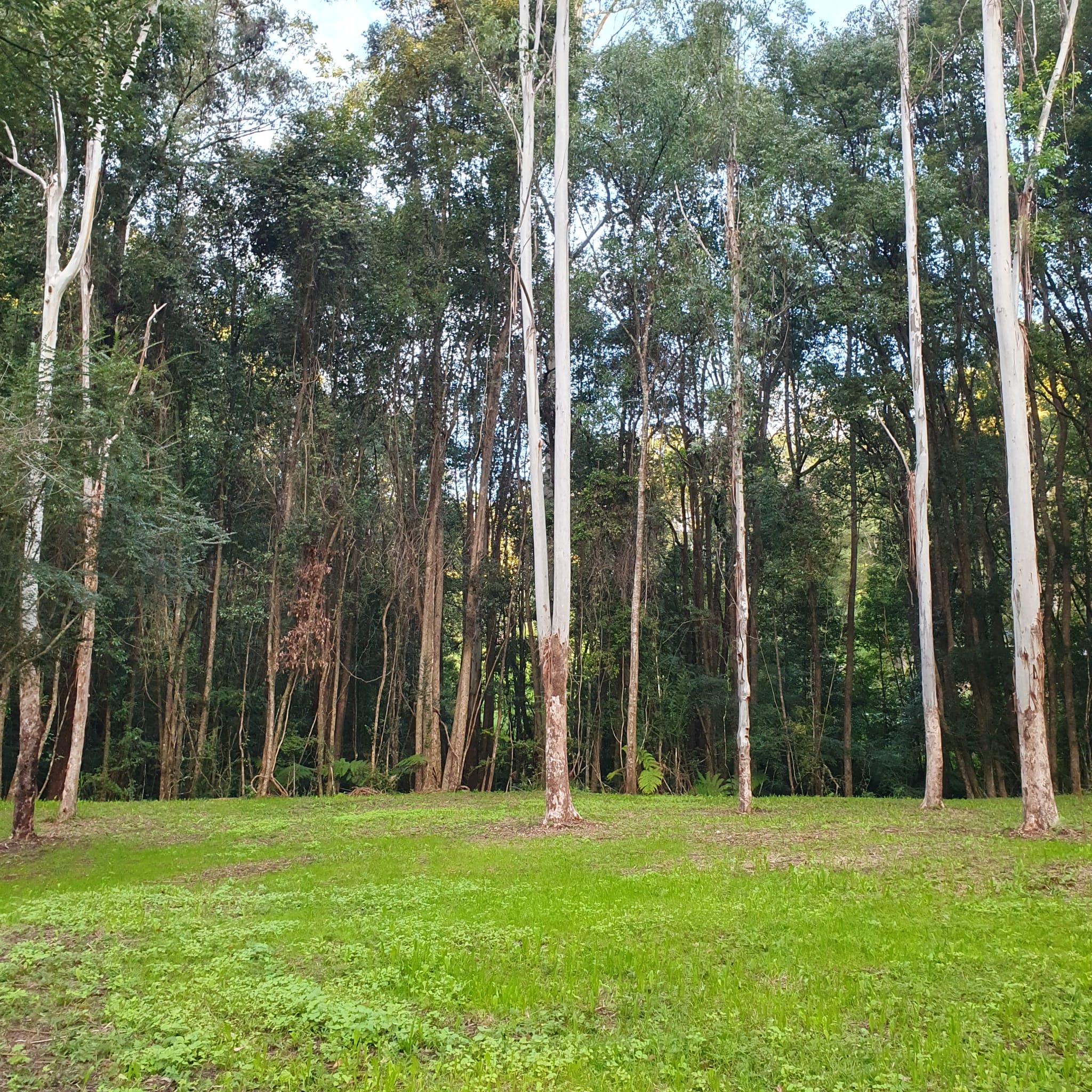Bellingen Hideaway