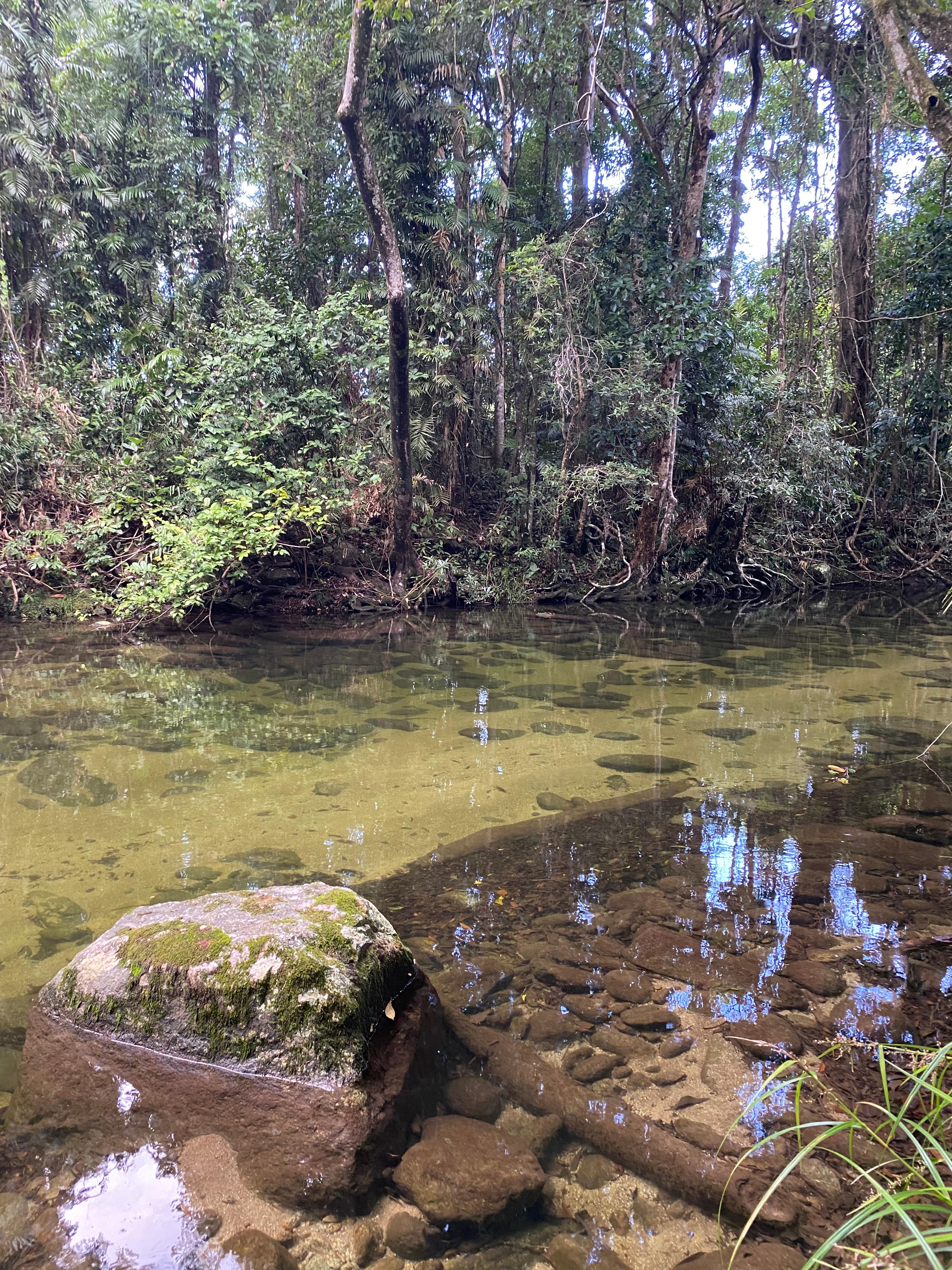 Rainforest Stream Near Cairns