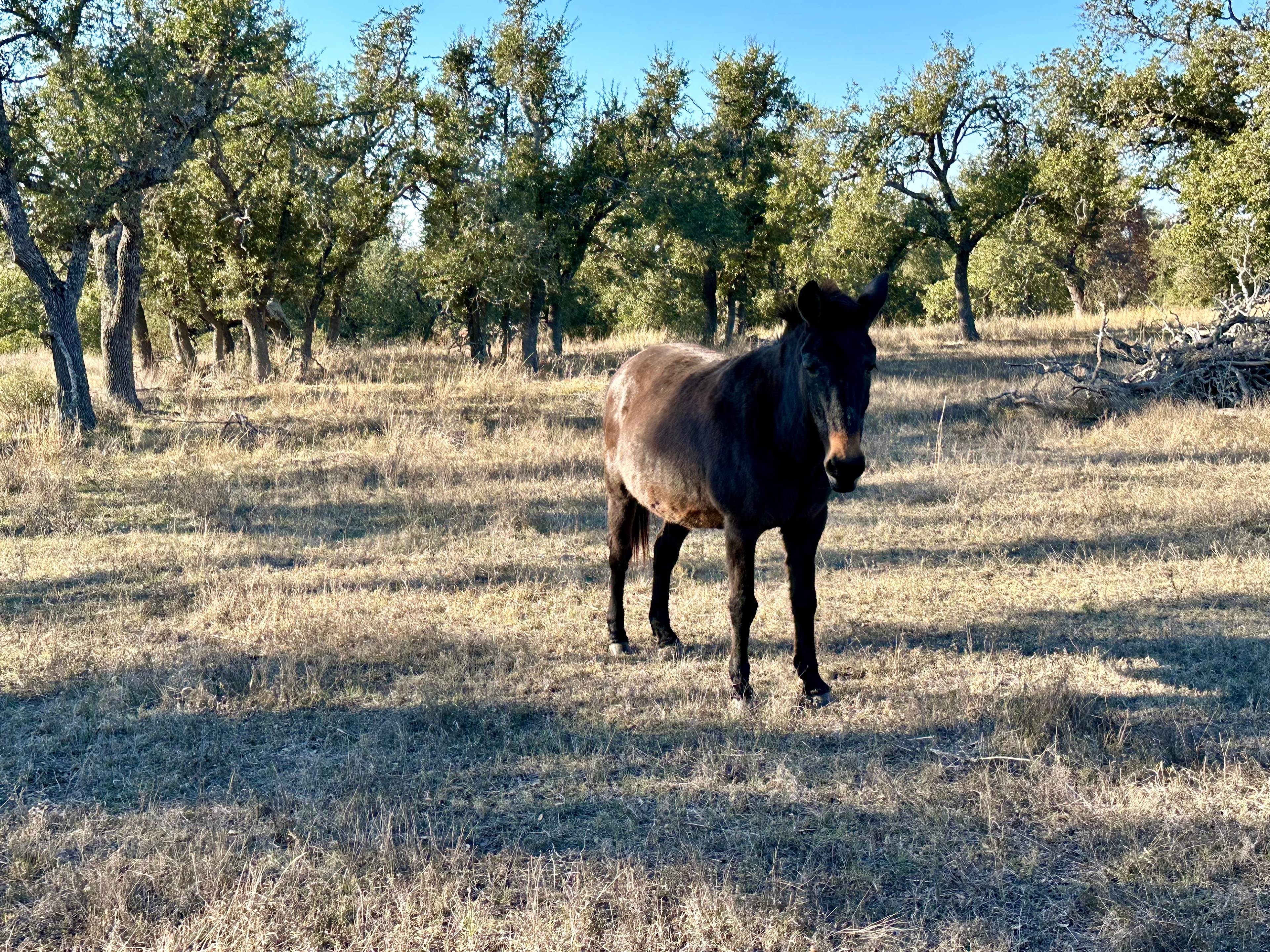 Starlit Flat on the 1873 Ranch