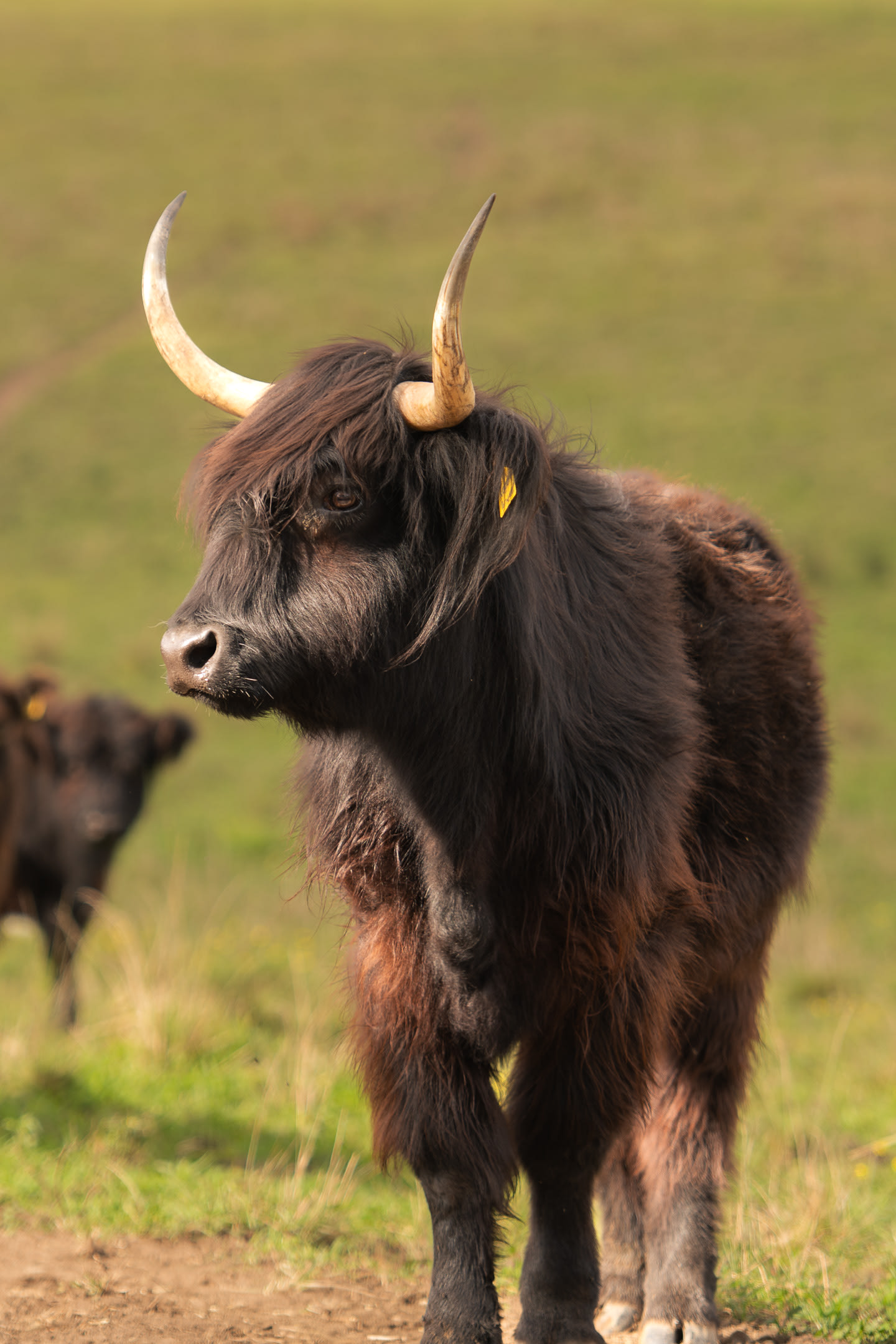 Highland Cow Farm