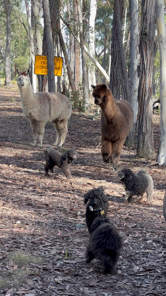 Lotsa Trees Mountain Escape