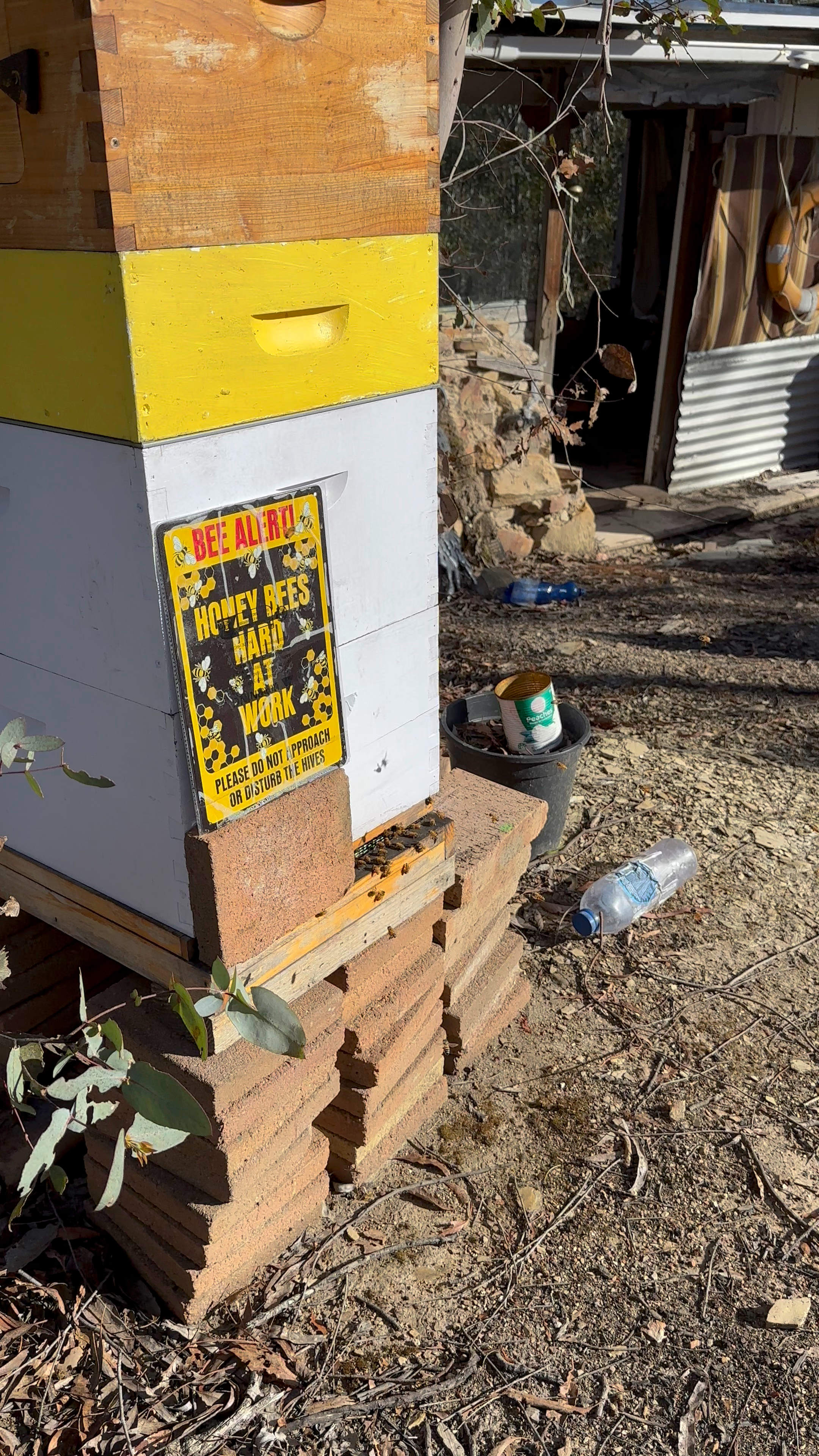 Lotsa Trees Mountain Escape