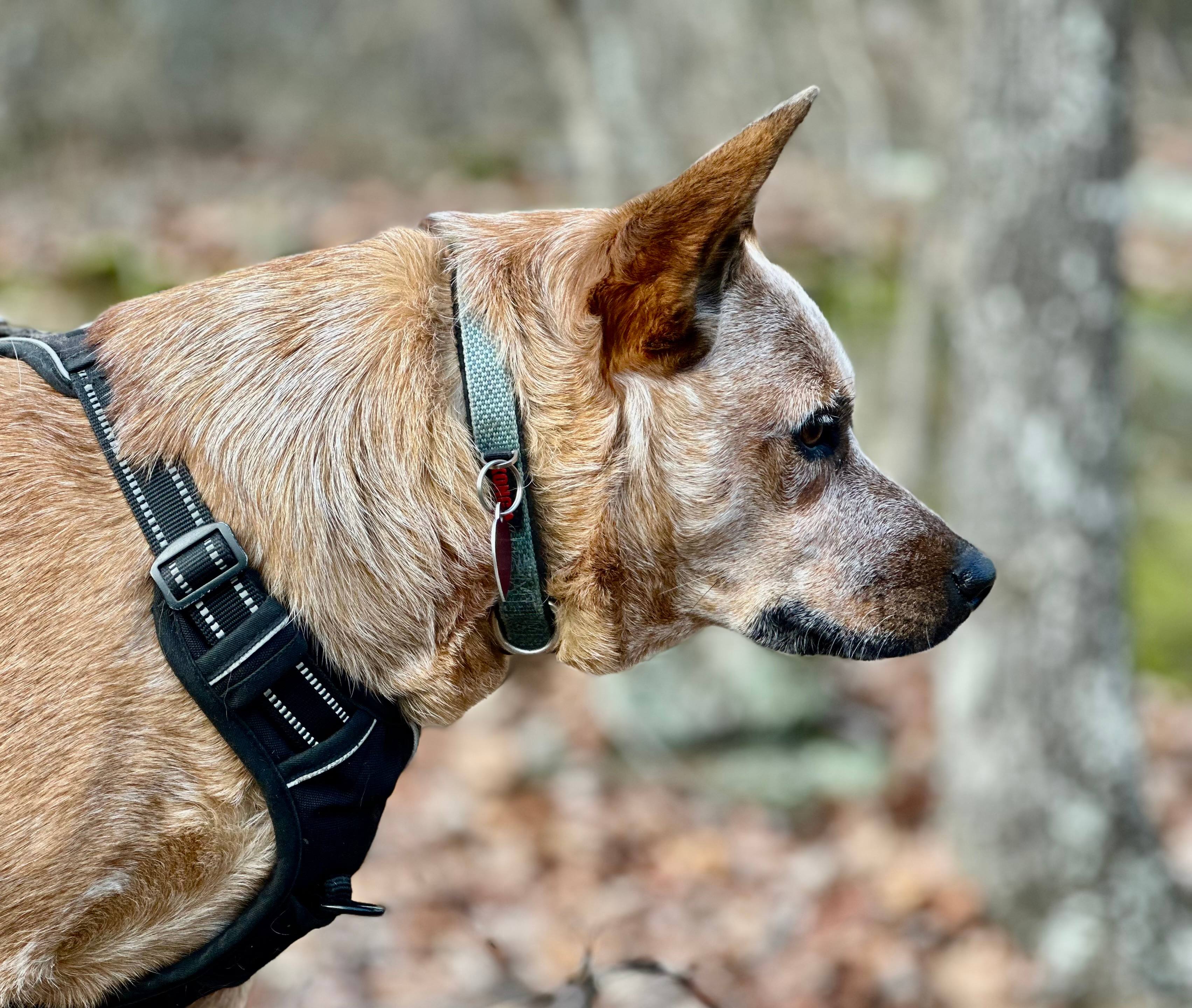 Nice size yard for sniffs. 